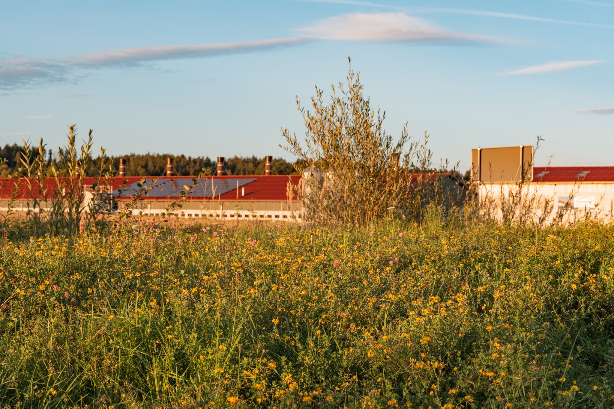 Blick über einen weitläufigen Grünstreifen und Wiesen in Dirnaich, Gemeinde Gangkofen. Landkreis Rottal-Inn, Niederbayern, Deutschland, Holzland-Landschaft.