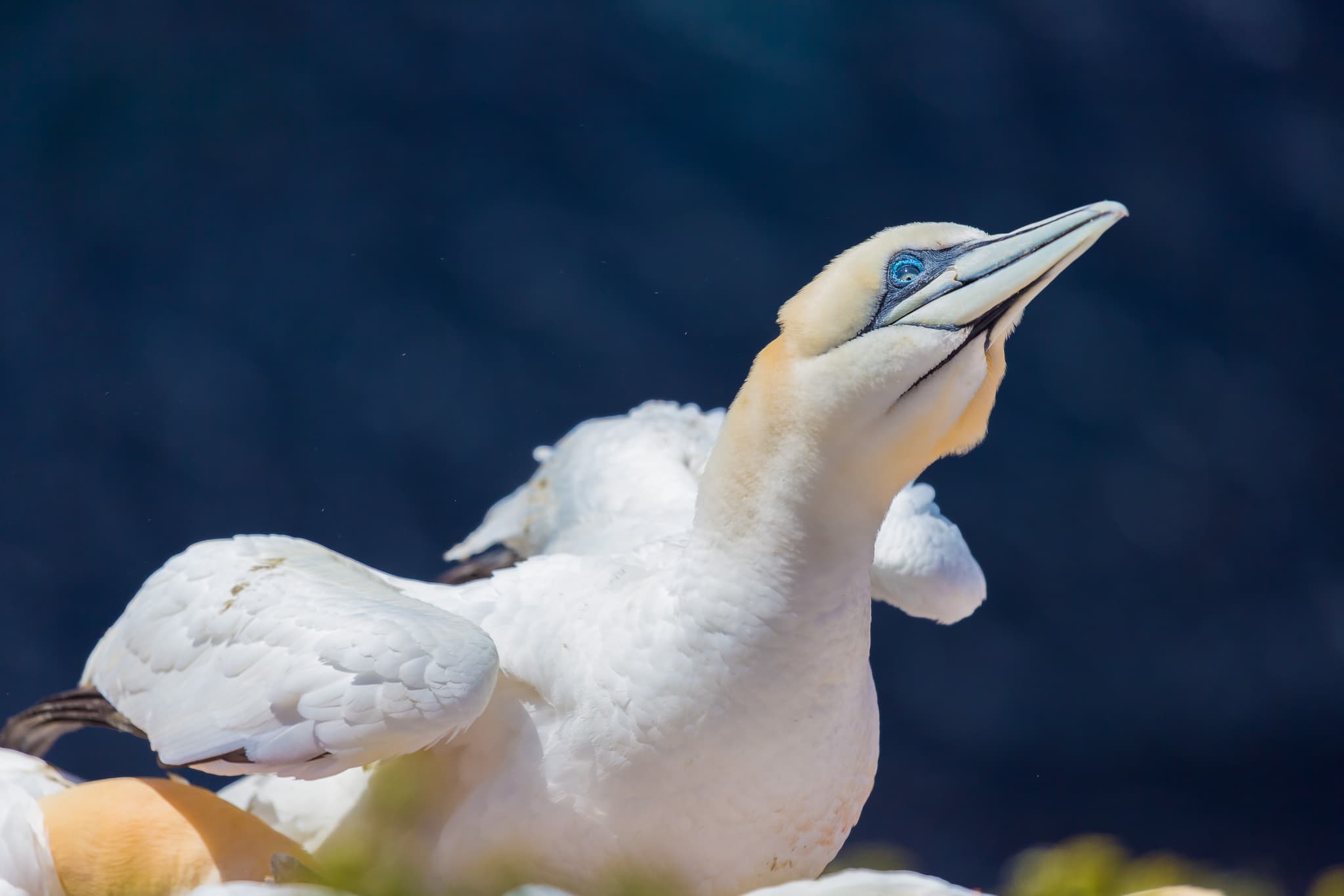 Basstölpel auf Helgoland, einer einzigartigen Insel in der Nordsee. Landkreis Pinneberg, Schleswig-Holstein, Deutschland.