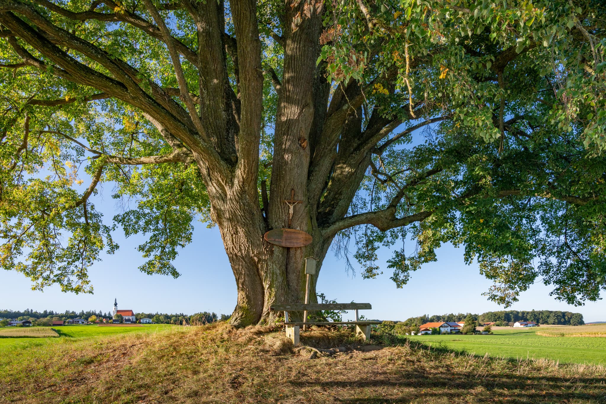Entspannen Sie unter der imposanten Linde am Herrnsitz in Asten, Gemeinde Tittmoning, Landkreis Traunstein, Oberbayern, Deutschland.