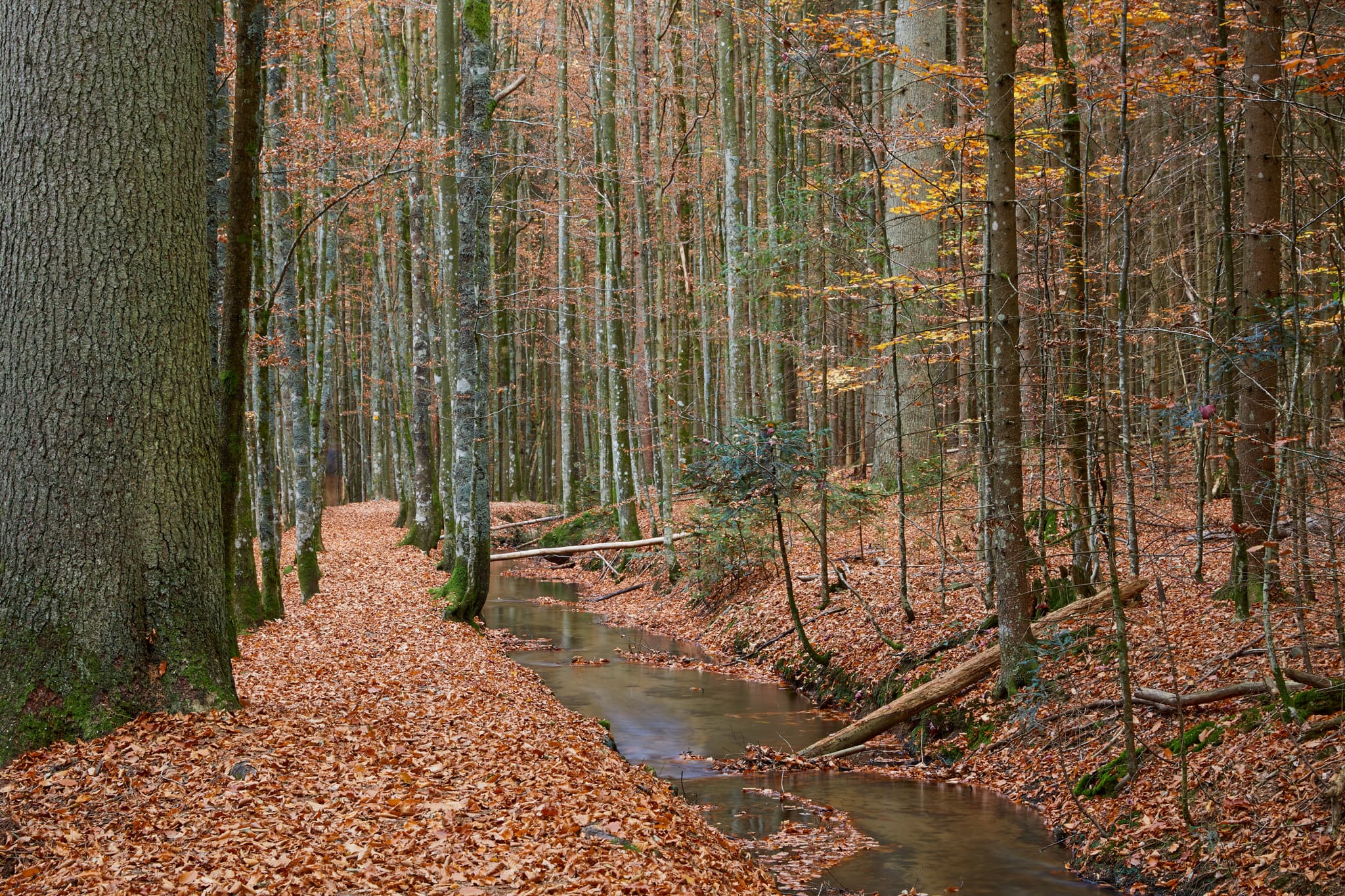 Kanal im Herbstwald bei Bayerisch Eisenstein, Landkreis Regen, Niederbayern. Teil des Bayerischen Waldes, Deutschland. Bäume säumen den Wasserlauf.