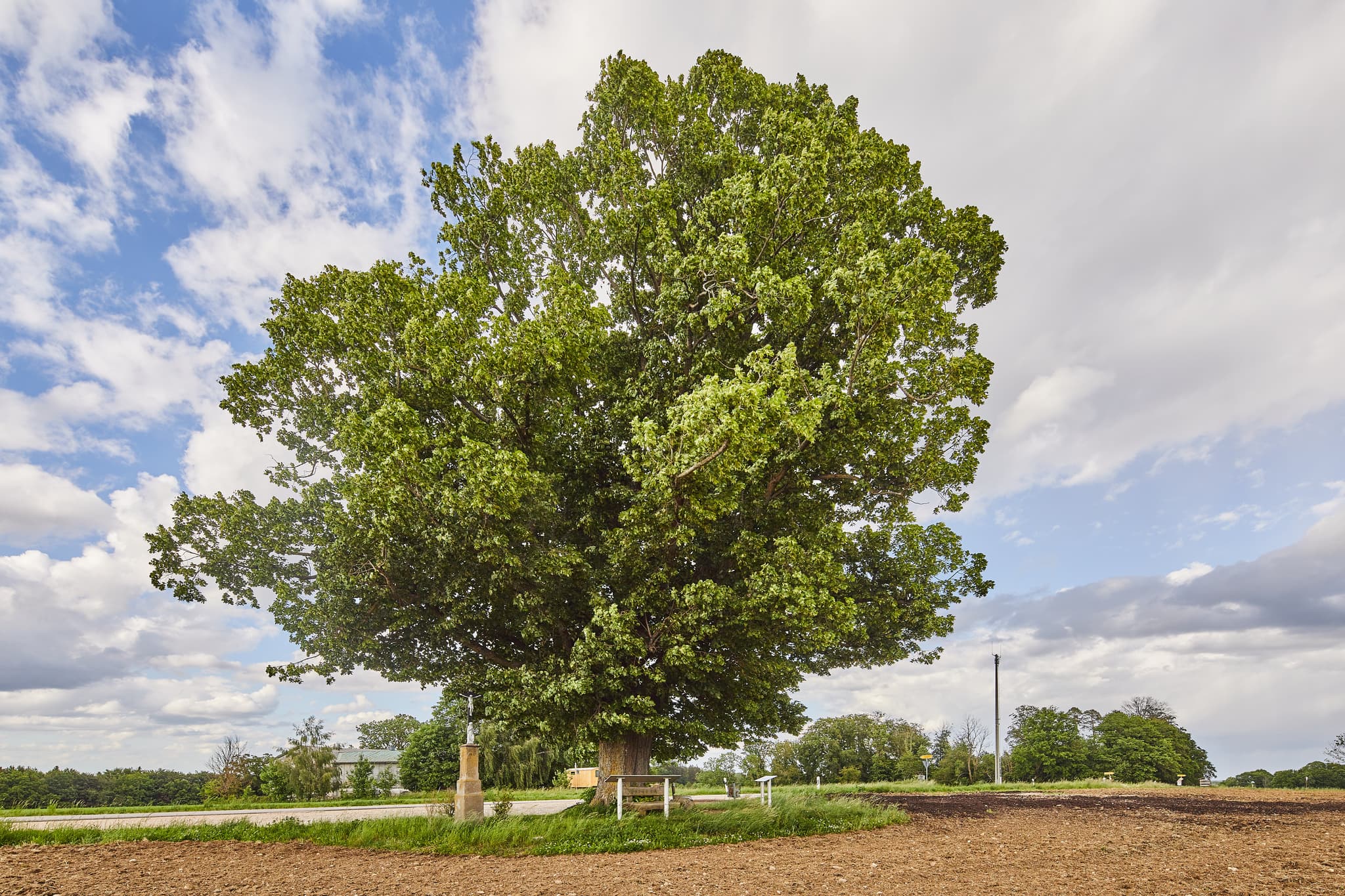 Baum am Aussichtspunkt Kobeln bei Wald, Garching im Landkreis Altötting, Oberbayern. Die Landschaft im Herzen der Region Inn-Salzach, Deutschland.