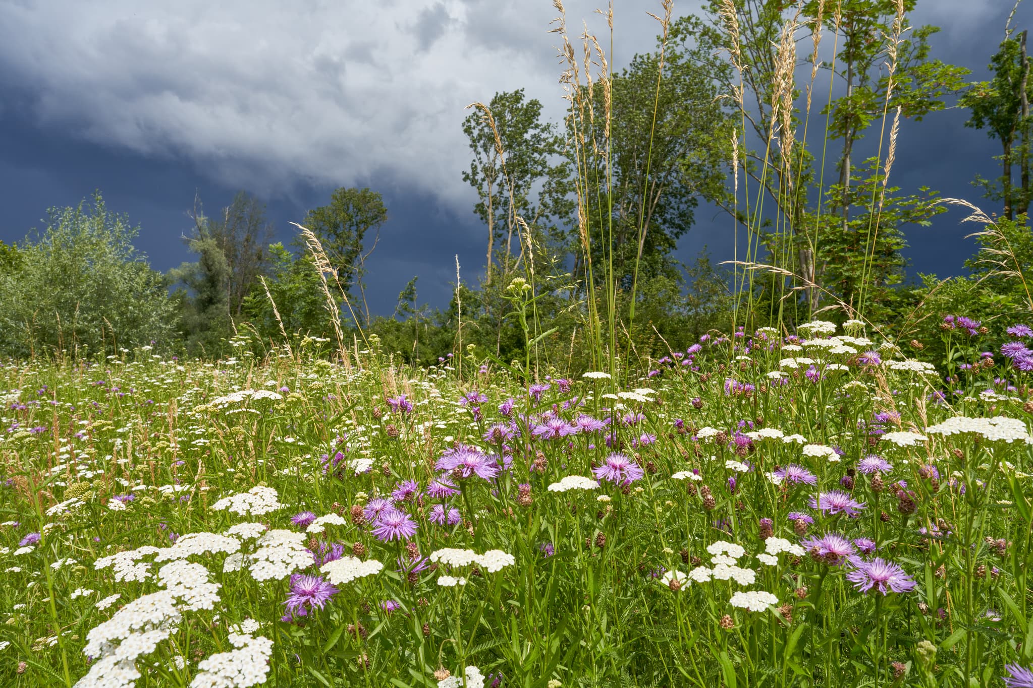 Weitläufige Blumenwiese an der Inn Auwiese in Neuötting, Altötting. Oberbayern, Inn-Salzach, Deutschland zeigt blühende Vielfalt unter dunklen Wolken.