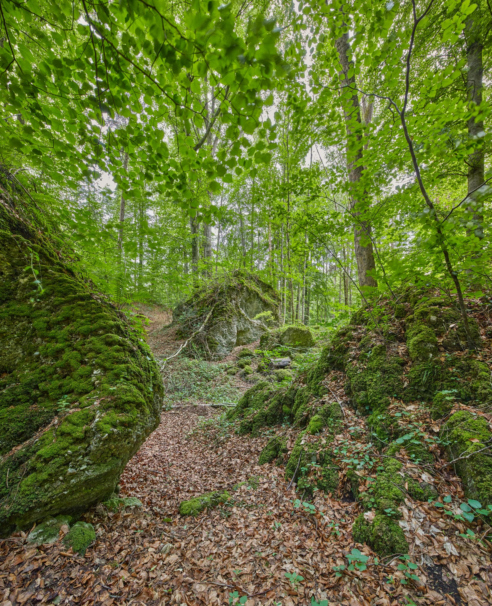 Dichter Wald mit moosbewachsenen Tuffsteinen und Pfad in Garching, Altötting, Oberbayern, Region Inn-Salzach, Deutschland. Üppige Naturlandschaft.