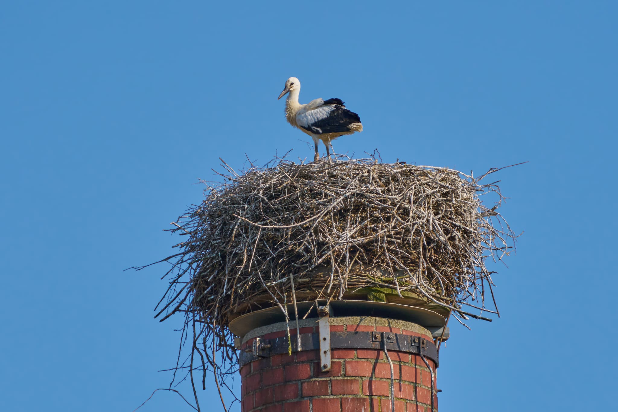 Storchen Jungvogel sitzt auf einem großen Nest auf dem Graf Arco Turm in Bad Birnbach, Rottal-Inn, Niederbayern, Bäderdreieck