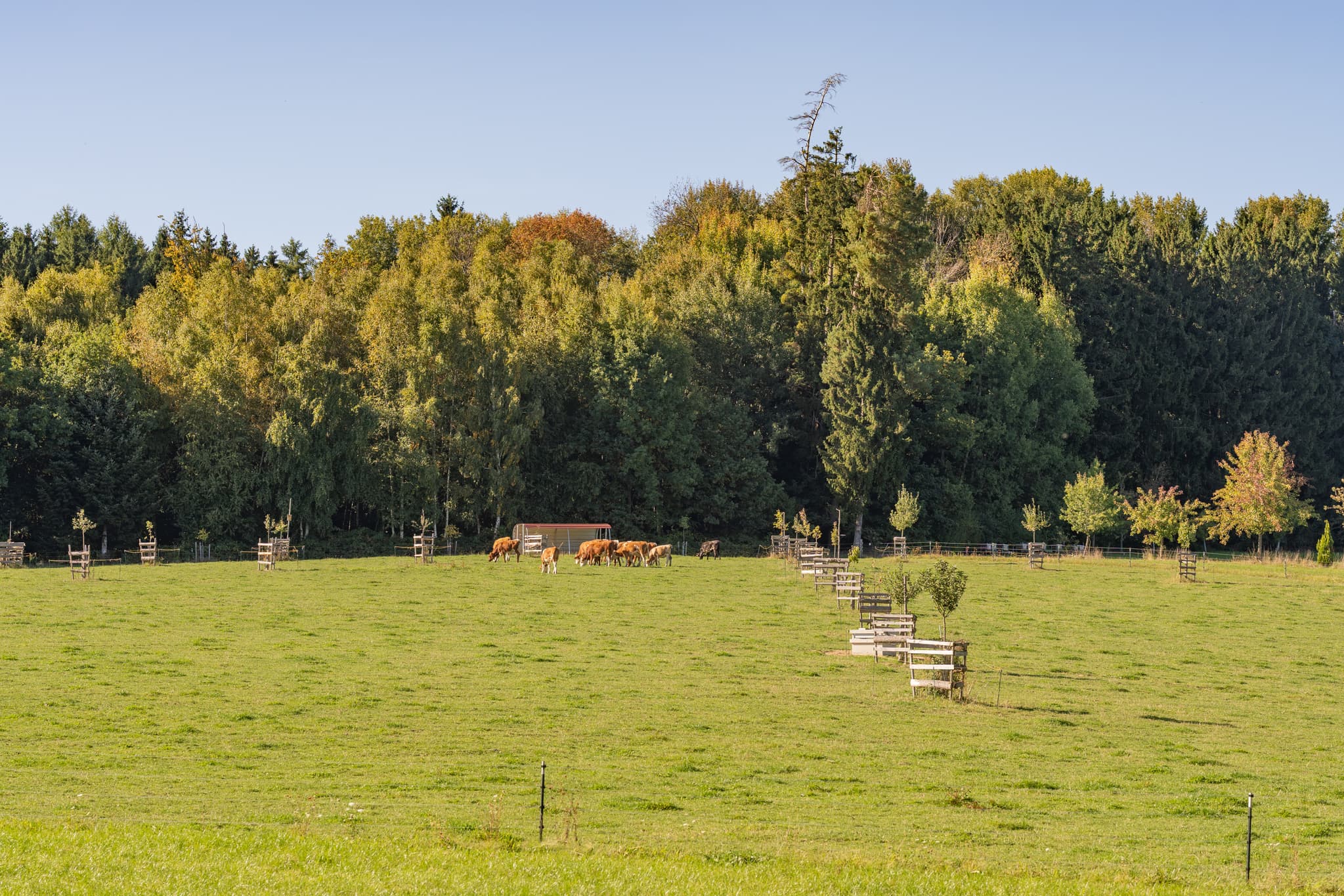 Landschaft mit grünen Weiden am Waldrand in Lapperding, Johanniskirchen. Rinder grasen auf dem Feld in Rottal-Inn, Niederbayern, Deutschland, Holzland.