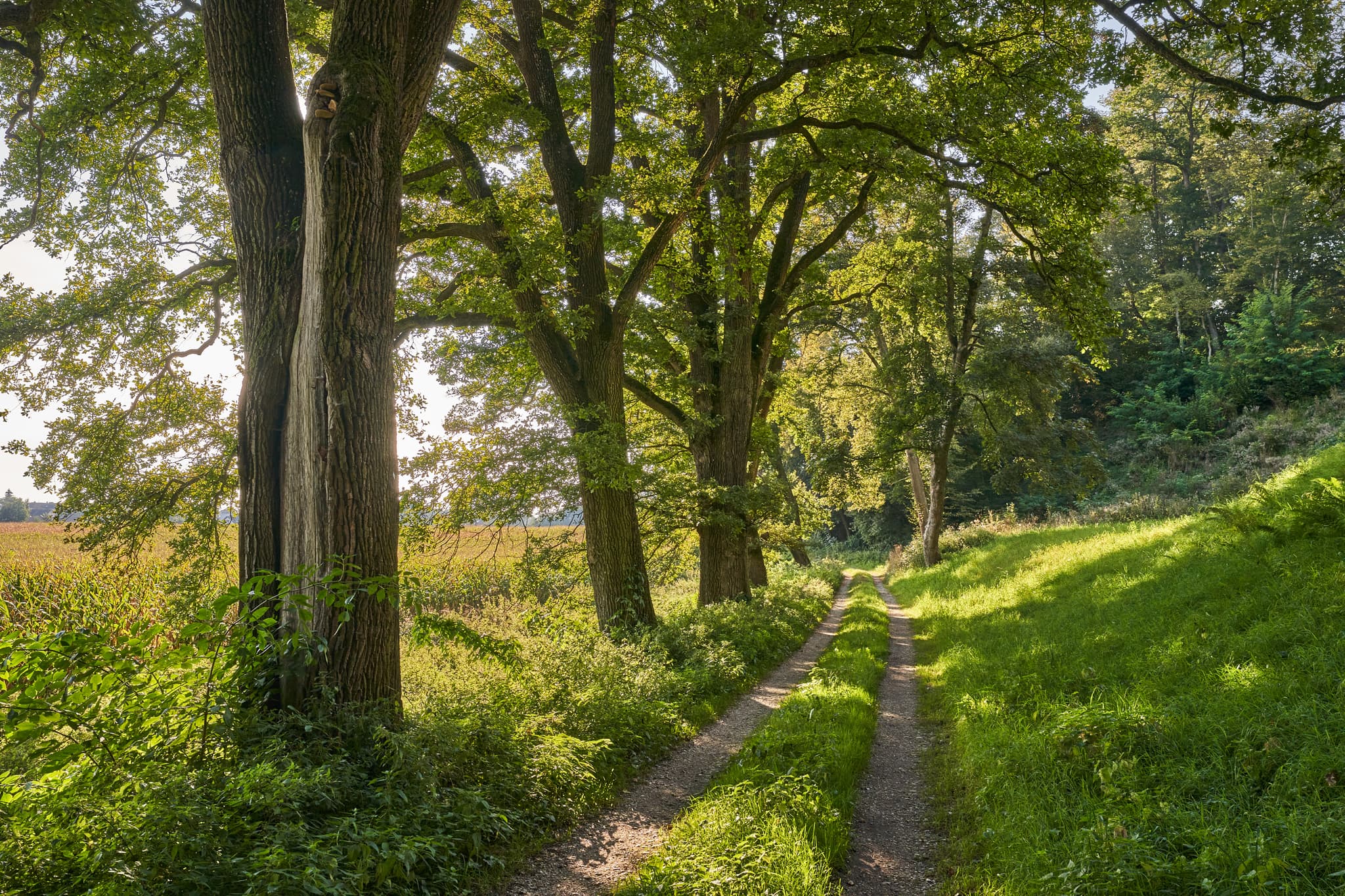Weg durch grüne Landschaft bei Winhöring, Altötting, Oberbayern. Region Inn-Salzach, Deutschland. Natürlicher Isen Pilgerweg mit Sonnenlicht.
