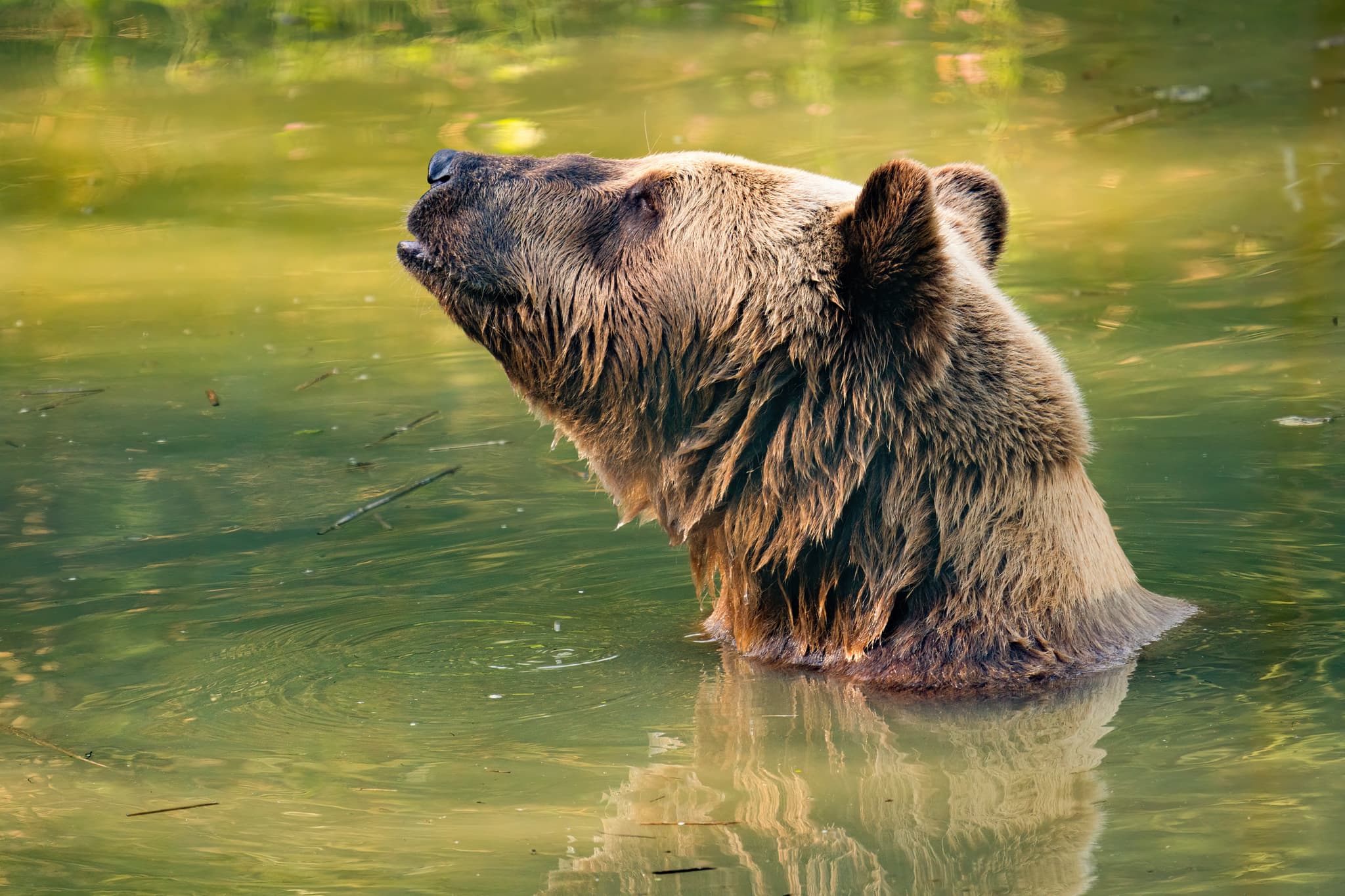 Ein Braunbär im Wasser des Gnadenhofs für Bären in Aigen am Inn, Ortsteil von Bad Füssing. Landkreis Passau, Niederbayern, Region Donau-Wald, Deutschland.