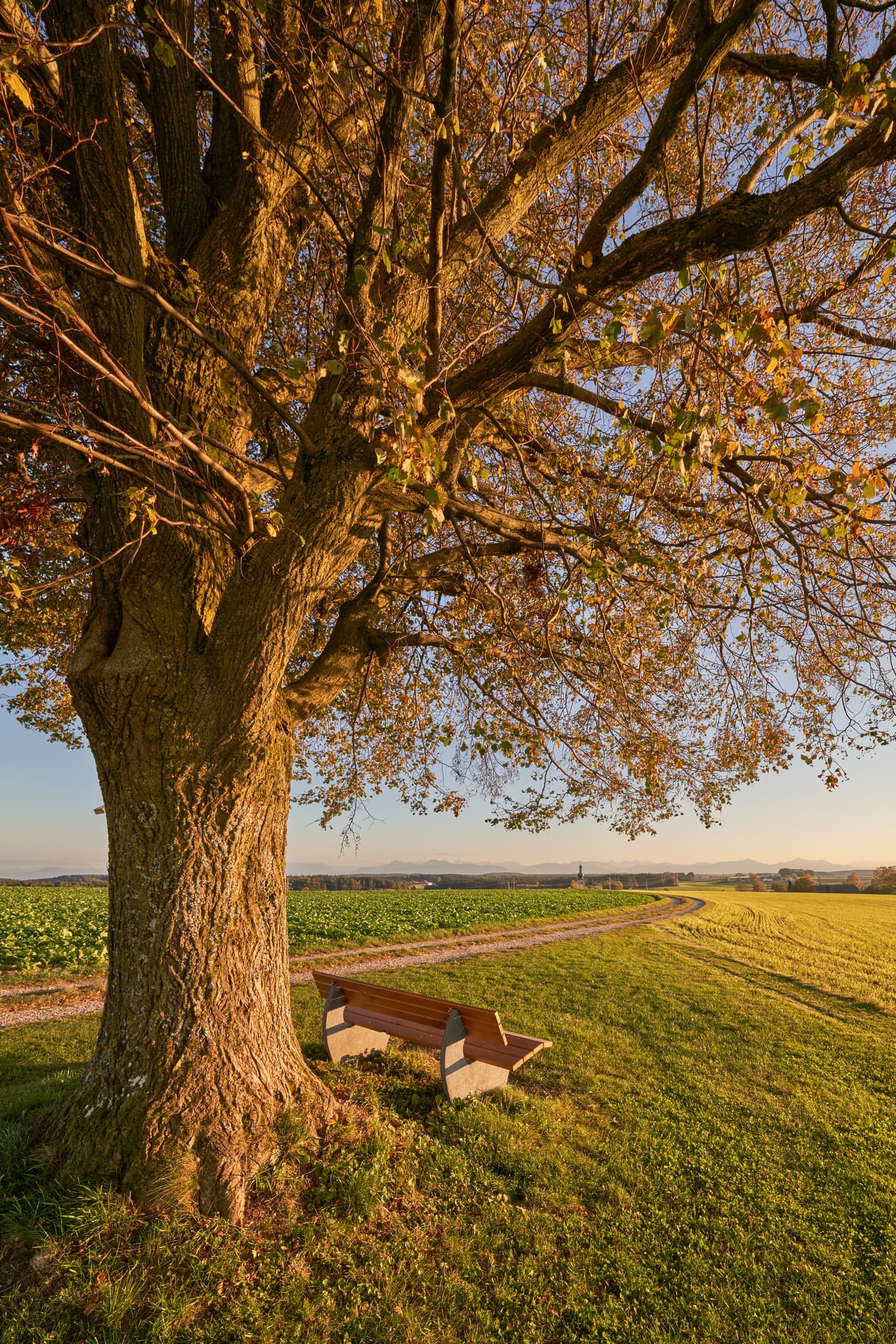 Einladende Linde mit Sitzbank in Rainbichl, Gemeinde Tyrlaching, Landkreis Altötting, Oberbayern, Inn-Salzach, Deutschland. Blick über Felder.