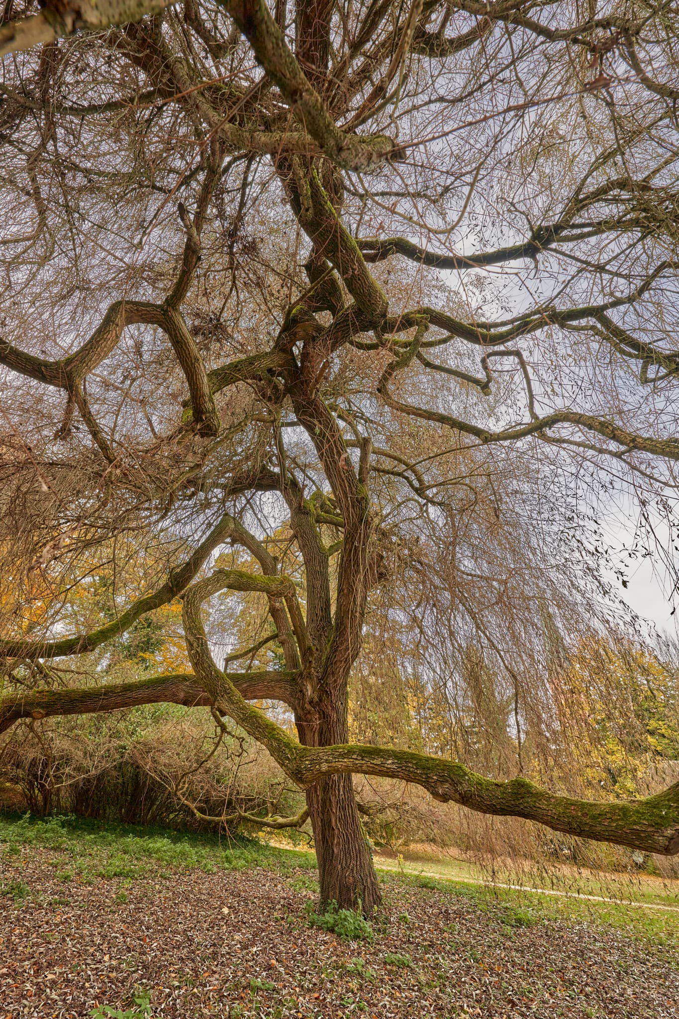 Baum mit ausladenden Ästen im Schlossspark in Schönau, Rottal-Inn, Niederbayern, Holzland, Deutschland. Eine charakteristische Landschaftsszene der Region.