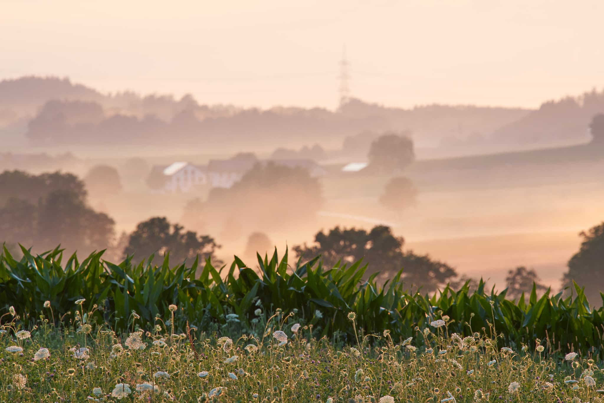 Malerische Stimmung am Lavendelfeld, Adlstraß, Dorfen, Erding, Oberbayern. Die Szenerie im Münchner Umland, zeigt weite Felder und eine neblige Landschaft.