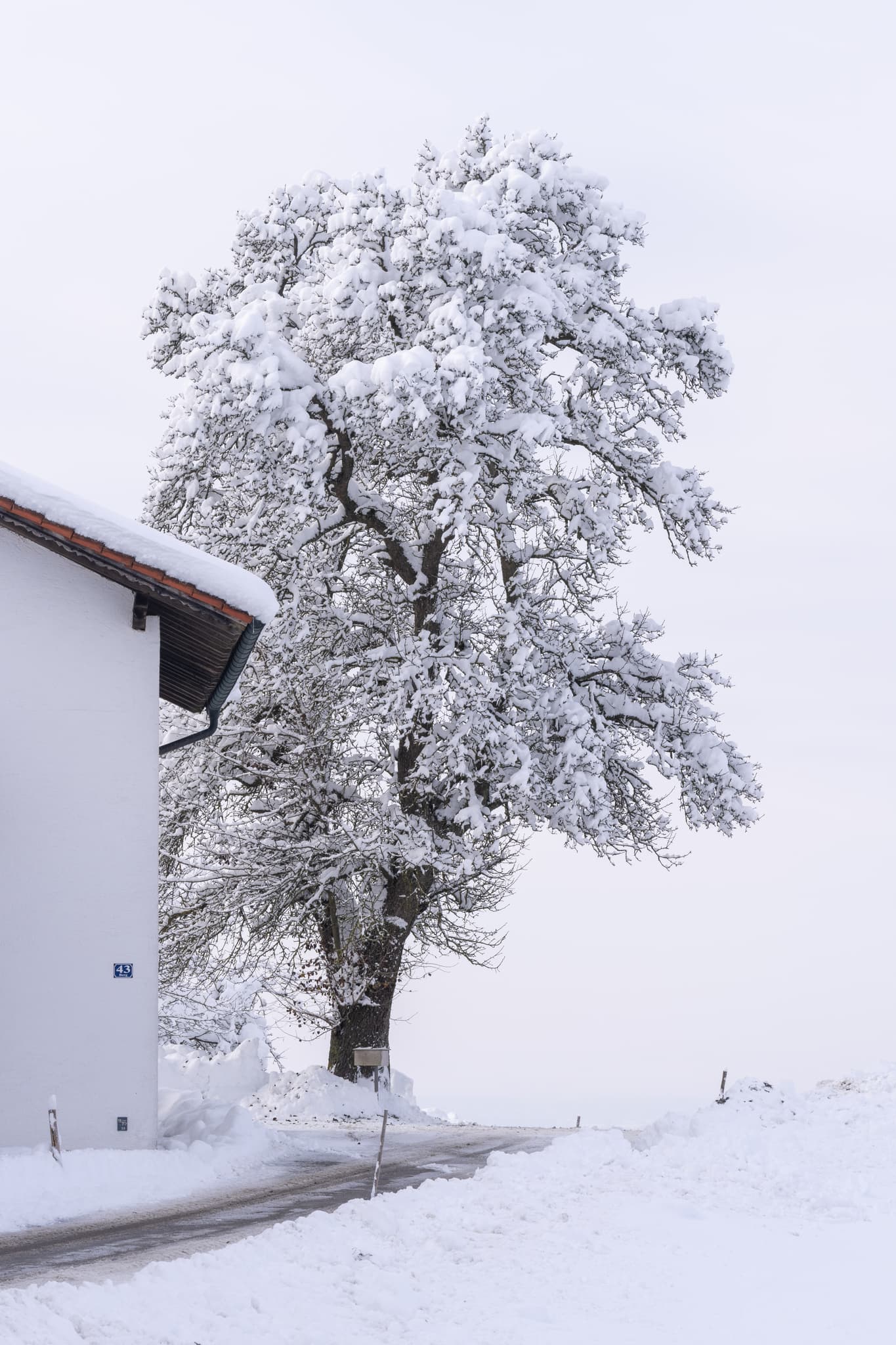 Idyllische Winterszene in Berg, Perach, Landkreis Altötting, Oberbayern. Ein mächtiger, schneebedeckter Baum steht neben einem Hof an verschneiter Straße.