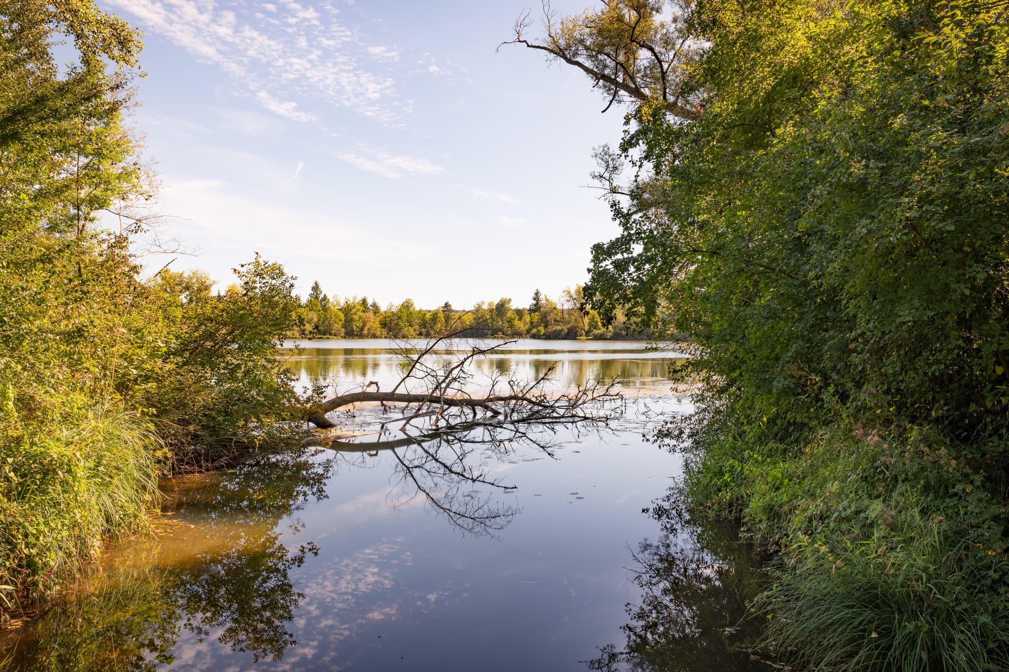 Waldsee in Kirchdorf am Inn, Rottal-Inn, Niederbayern. Badesee Simbach im Bäderdrieck mit umgestürztem Baum im Wasser. Naturlandschaft Deutschland.