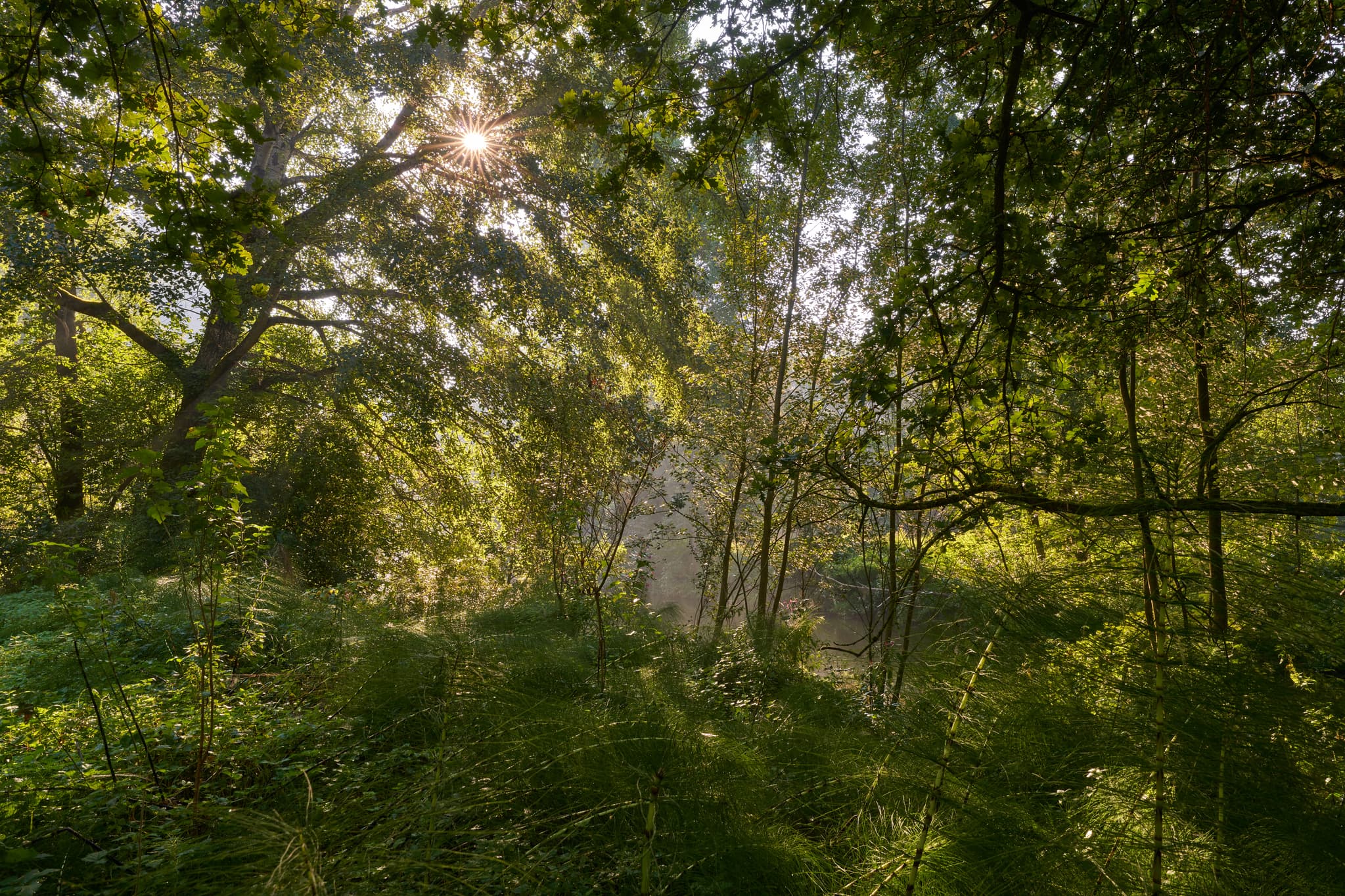 Sonnendurchfluteter Wald entlang der Isen. Natur in Steinhöring, Winhöring, Landkreis Altötting, Oberbayern, Region Inn-Salzach, Deutschland.