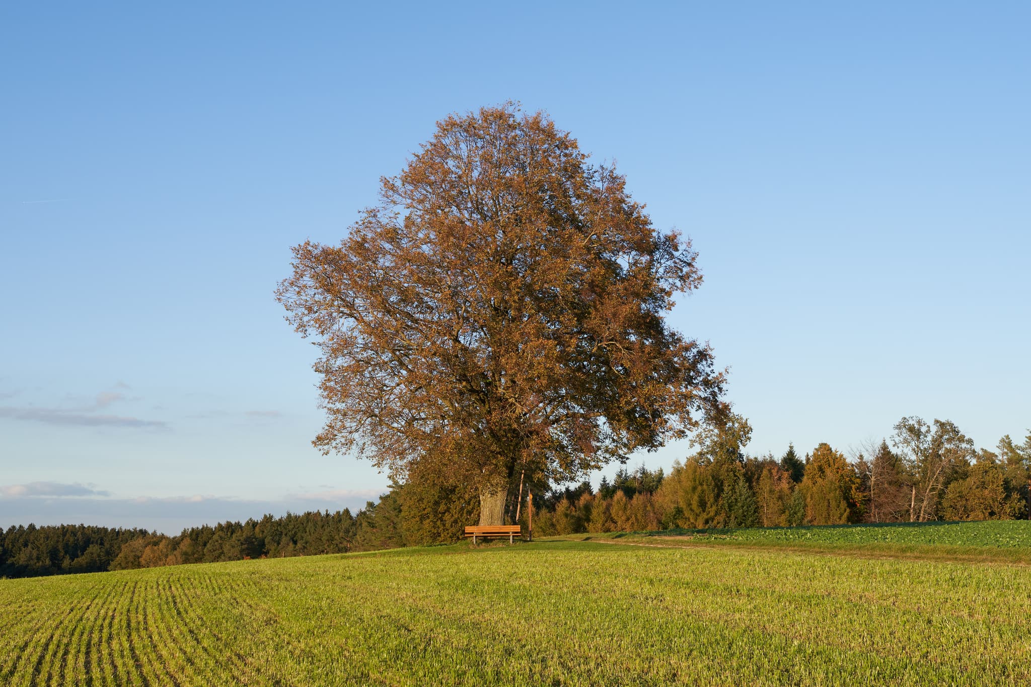 Linde mit Sitzbank auf einem Feld in Rainbichl, Gemeinde Tyrlaching, Landkreis Altötting, Oberbayern, Region Inn-Salzach, Deutschland.