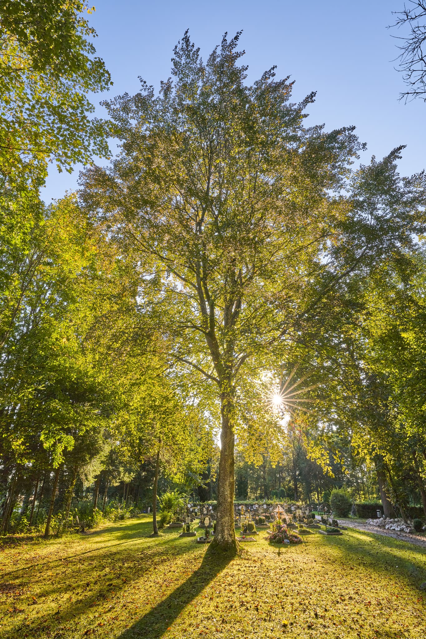 Friedhof Ecksberg in Mühldorf, Landkreis Mühldorf am Inn, Oberbayern, Inn-Salzach, Deutschland. Baum im Sonnenlicht, Schatten auf Gräbern. Ruhige Szenerie.