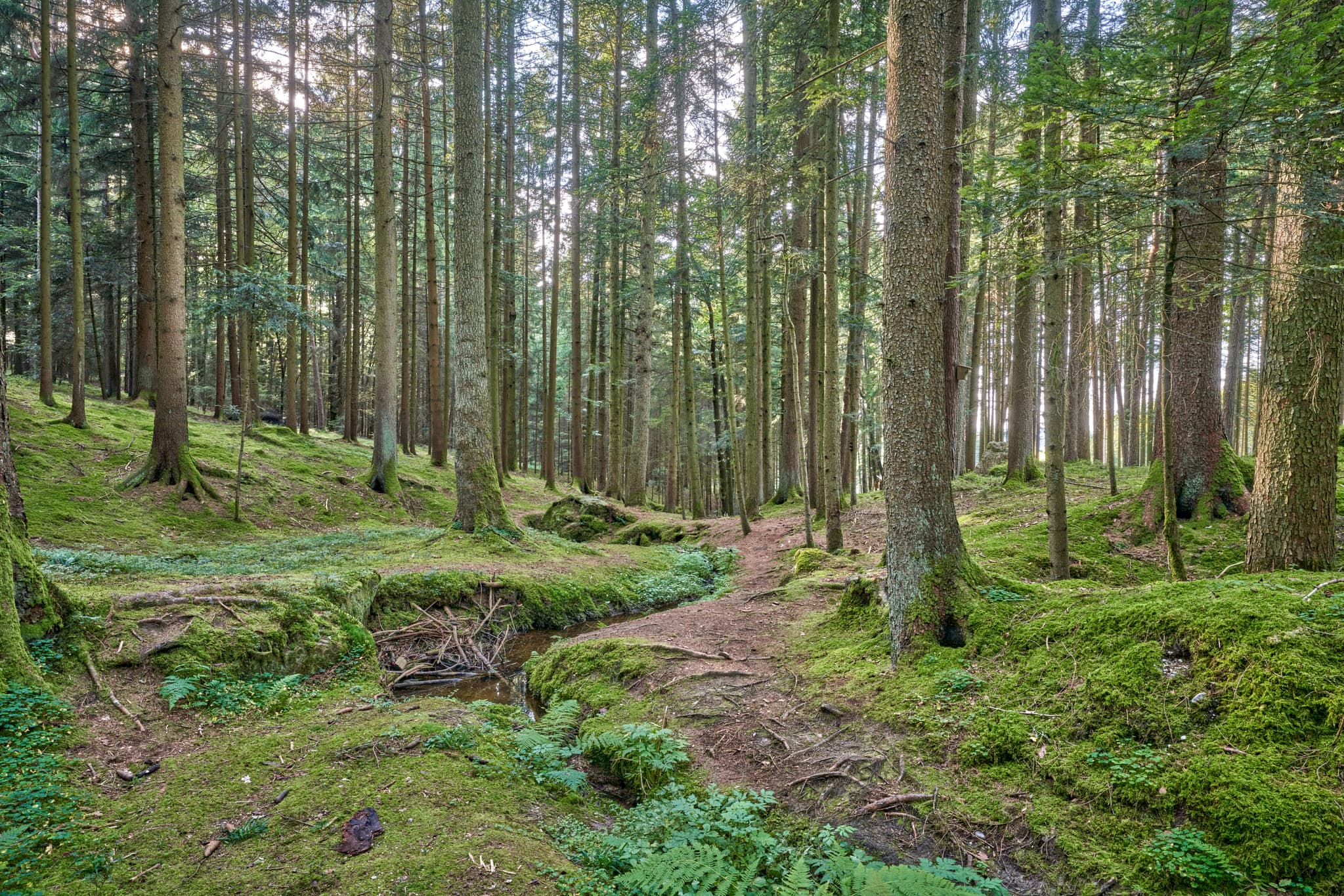 Waldgebiet mit Bachlauf in Voglarn bei Triftern, Rottal-Inn, Niederbayern, Holzland, Bäderdreieck, Deutschland.