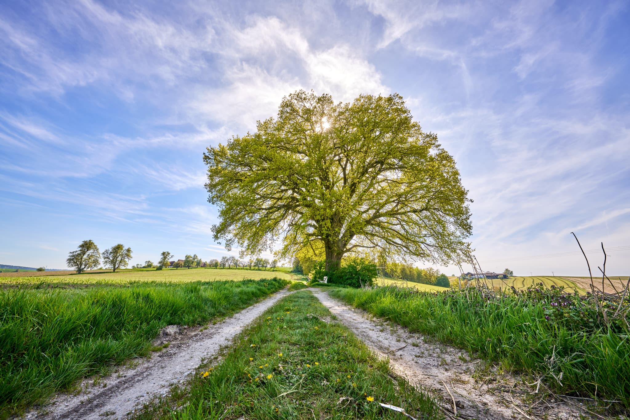 Einzelne Eiche auf Feld bei Bayerbach, Gemeinde Bayerbach, Landkreis Rottal-Inn, Niederbayern, Holzland/Bäderdrieck, Bayern, Deutschland.