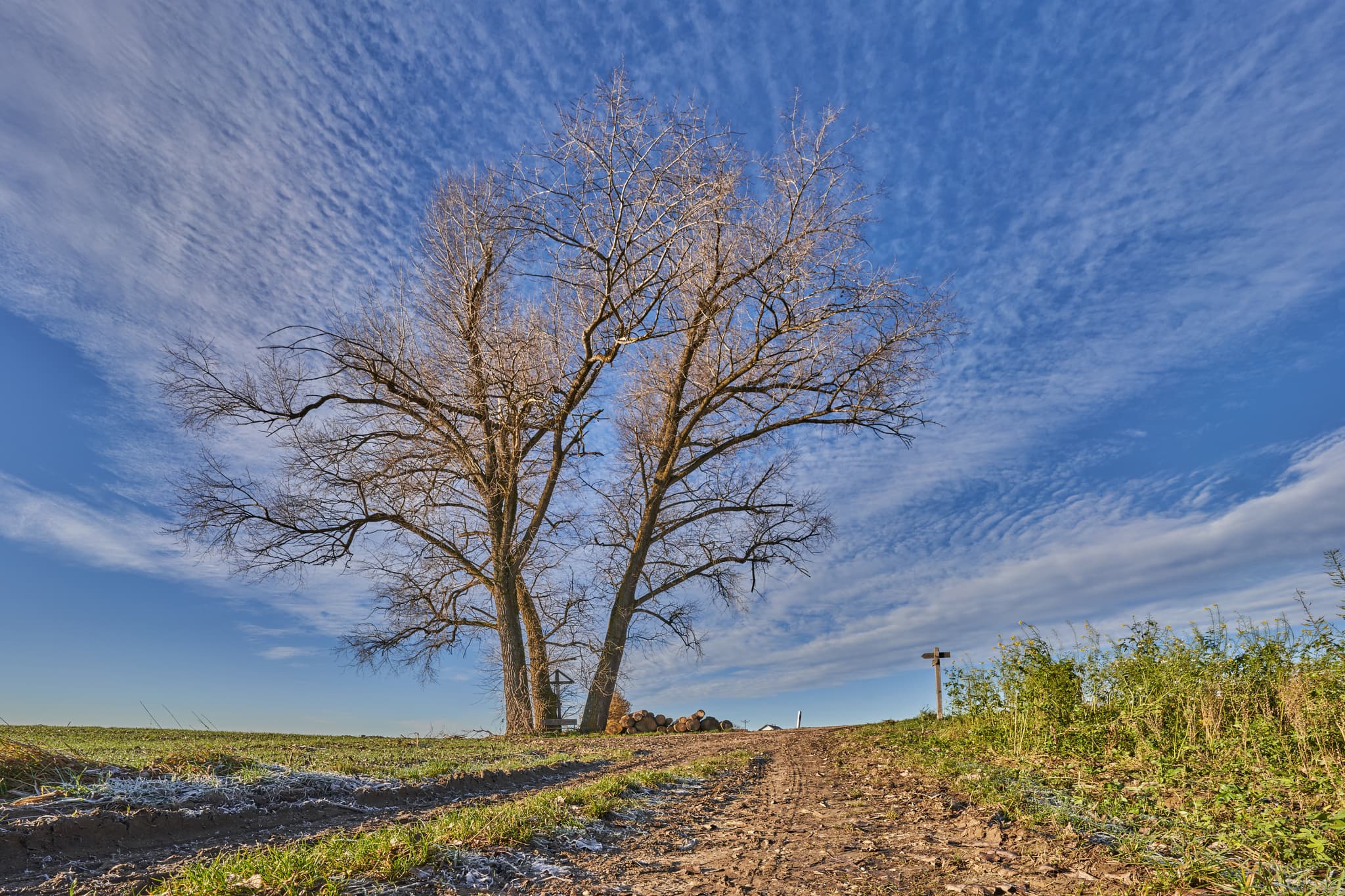 Dreistämmiger Baum an Feldweg, Erlbacher Straße, Reischach, Landkreis Altötting, Oberbayern, Deutschland. Szene in der Region Inn-Salzach unter blauem Himmel.