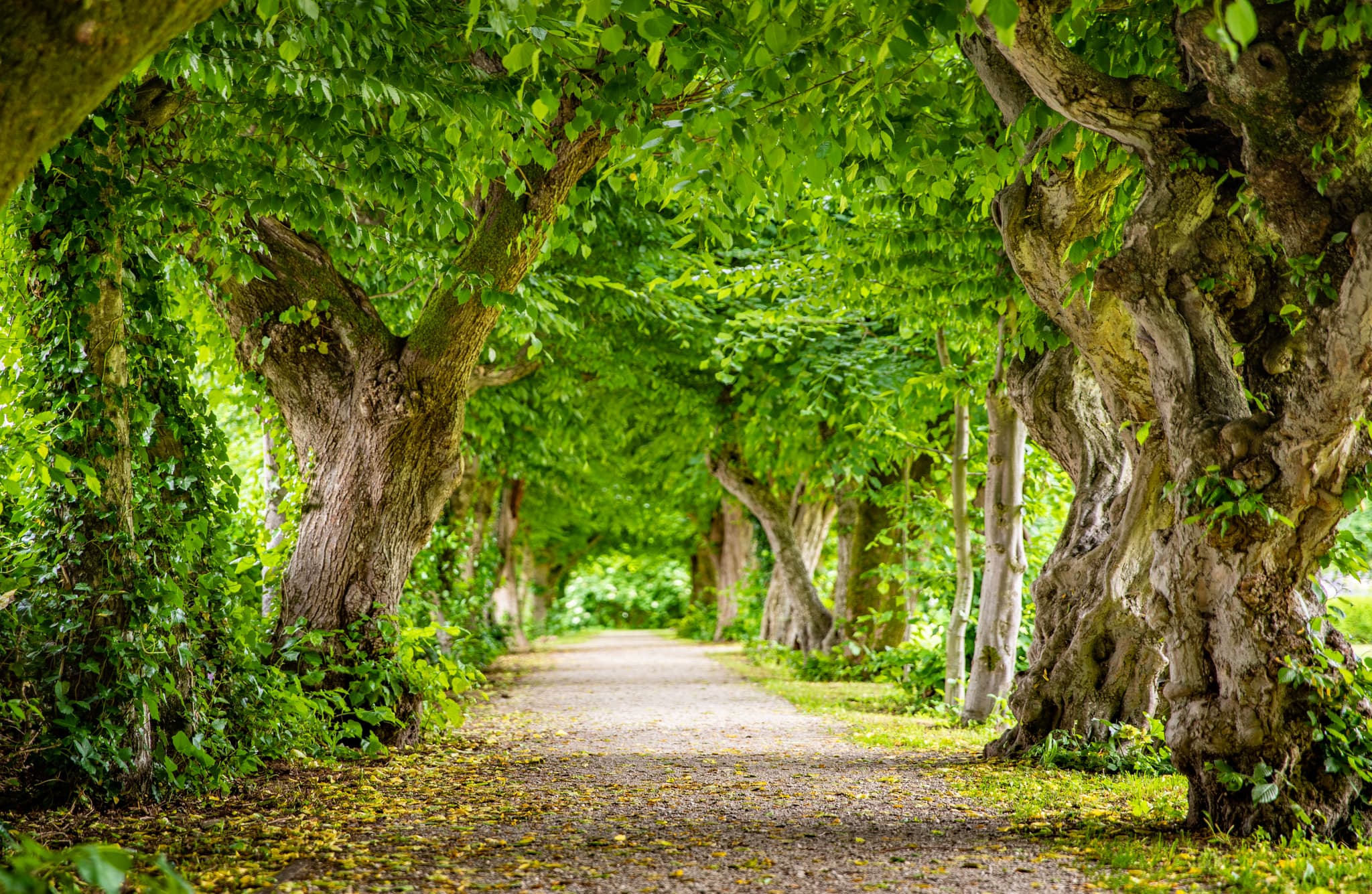 Idyllische Hainbuchenallee im Herrengarten Park in Reichersberg, Ried, Oberösterreich. Grüne Bäume säumen den Weg, Österreich.