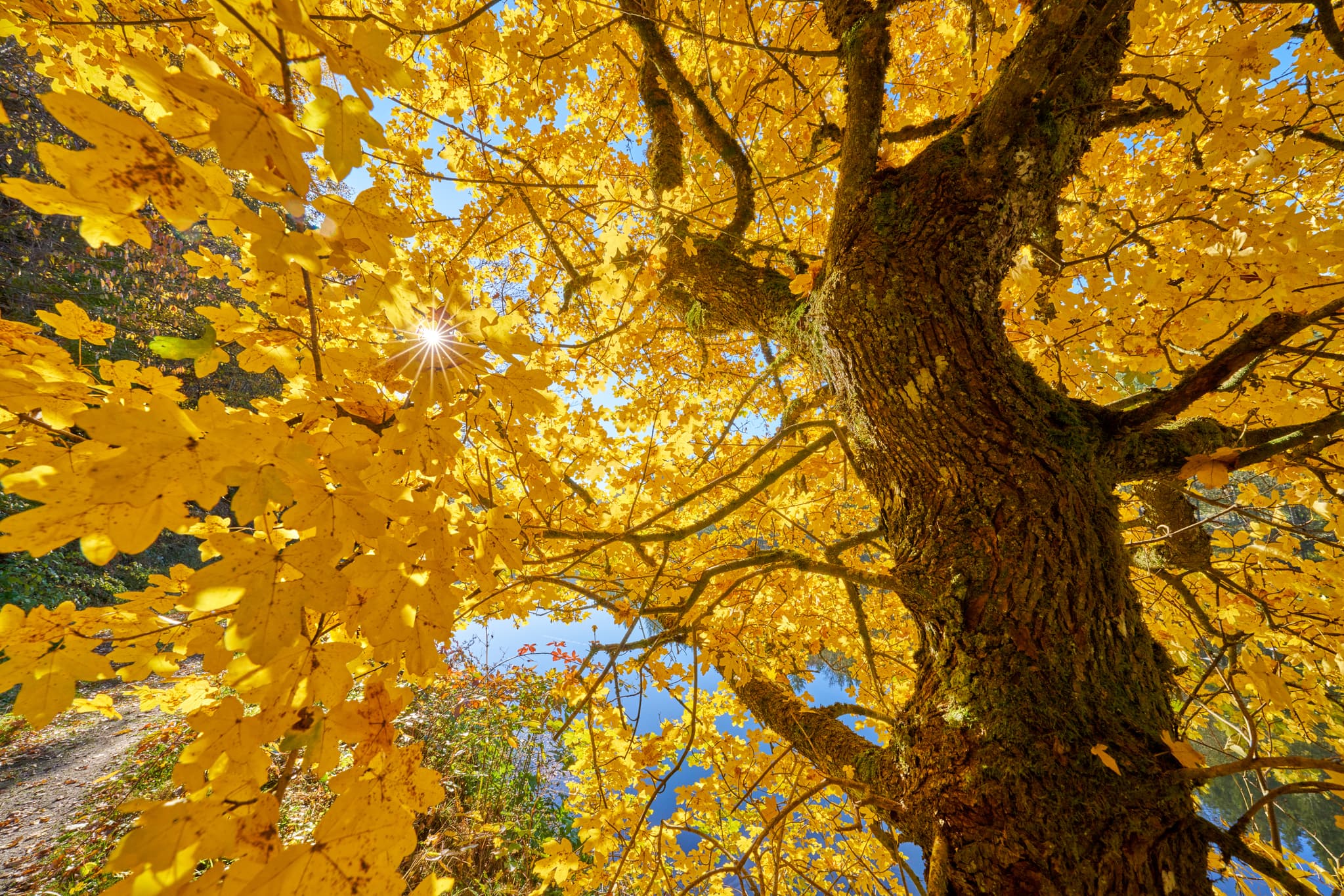 Ahornbaum im Herbstlaub mit gelben Blättern und Sonnenstrahlen. Gumpenried-Asbach, Geiersthal, Landkreis Regen, Niederbayern, Bayerischer Wald, Deutschland.