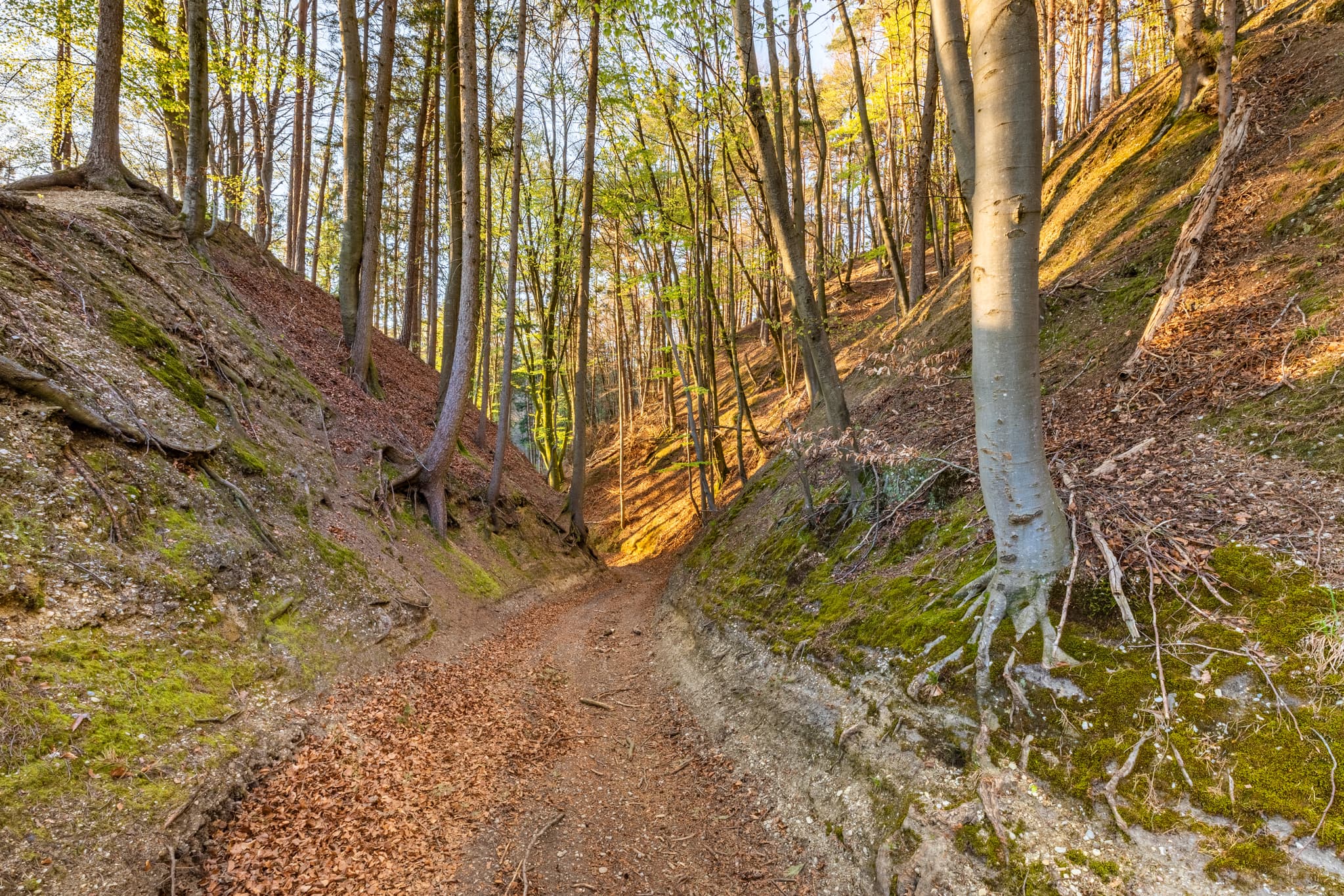 Waldweg im Anzenberg Forstweg bei Perach, Altötting, Oberbayern, Inn-Salzach, Bayern. Der Weg führt durch einen lichten Wald mit Hängen. Laubstreu am Boden.