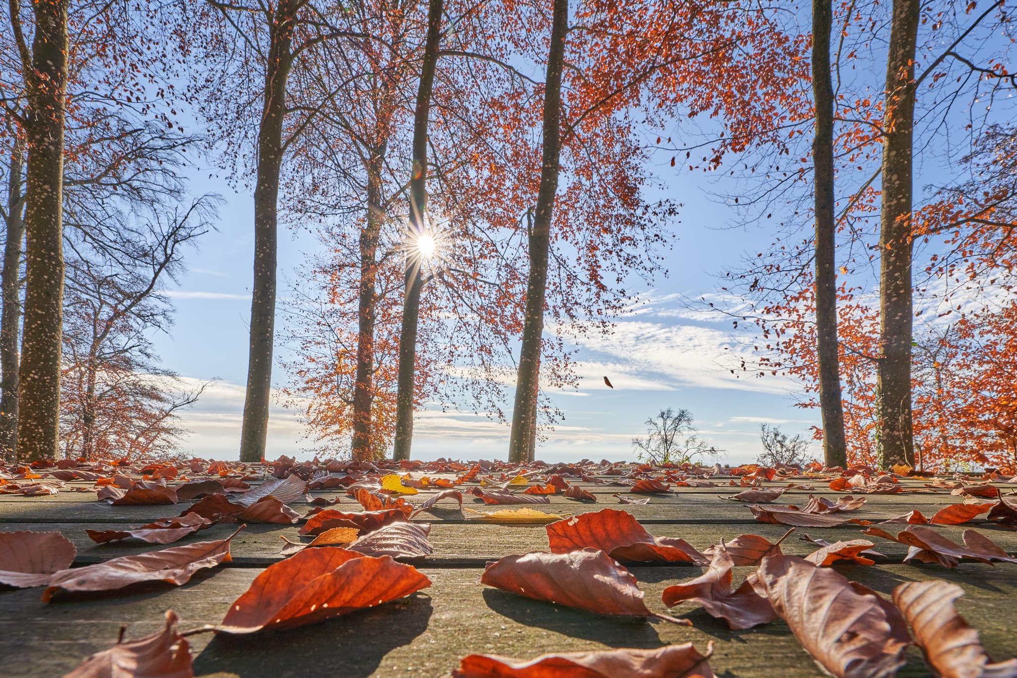Herbstlaub auf Tisch auf dem Schlossberg in Julbach, Gemeinde Julbach, Landkreis Rottal-Inn, Niederbayern, Holzland, Bayern, Deutschland.