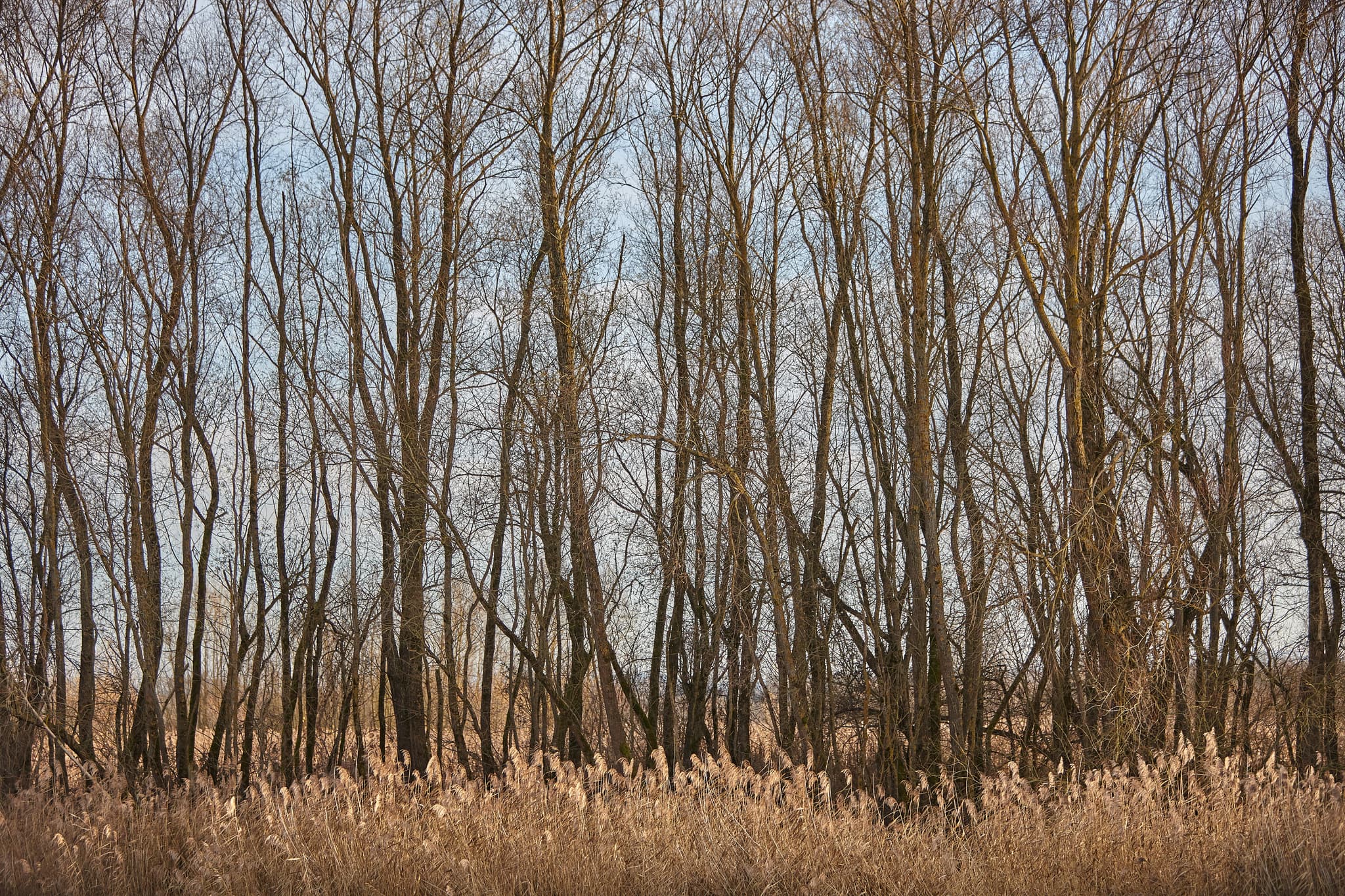 Schilf- und Aulandschaft nahe dem Aussichtsturm in Ering am Inn, Landkreis Rottal-Inn, Niederbayern. Diese Landschaft ist Teil des Bäderdreiecks in Deutschland.