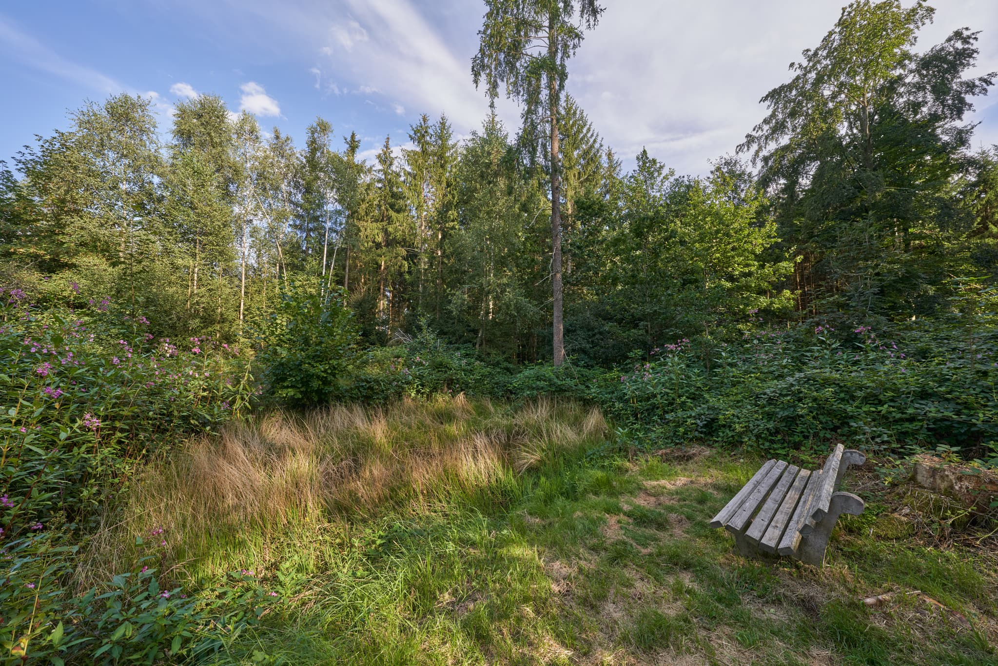 Waldrand mit Bank nahe Kapelle in Schellenberg, Gemeinde Simbach am Inn, Landkreis Rottal-Inn, Niederbayern, Holzland / Bäderdrieck, Deutschland.