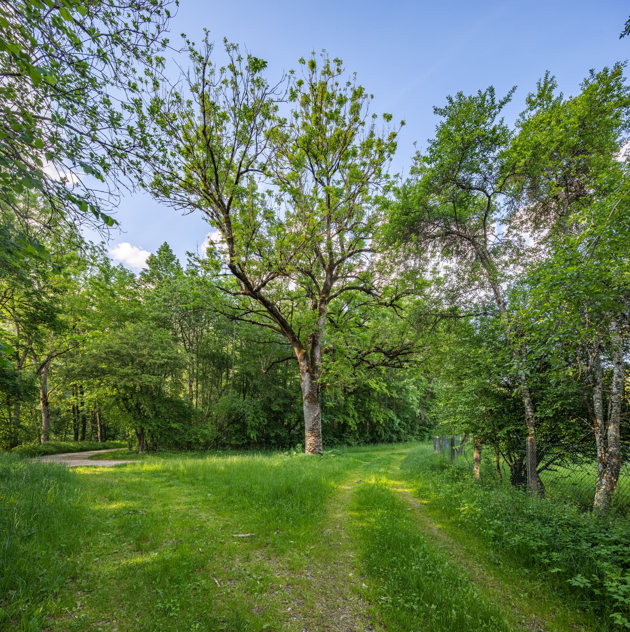 Malerischer Baum im Bereich Engfurt hinter einem Herrenhaus in Töging am Inn, Altötting, Oberbayern. Idyllische Szene in der Region Inn-Salzach, Deutschland.