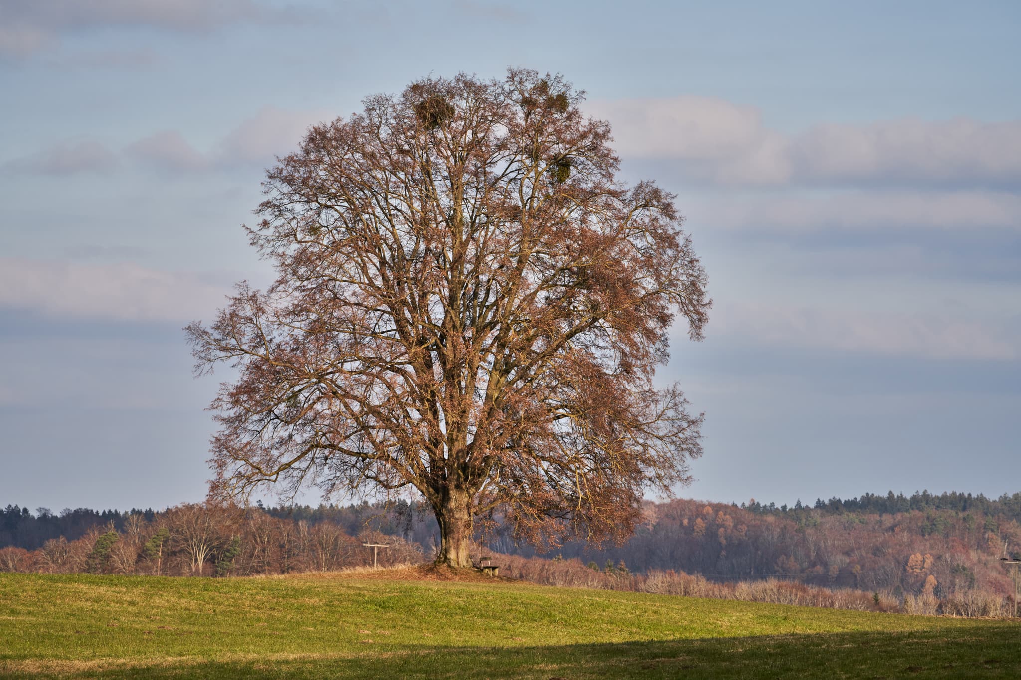 Einzigartiger Baum in Asten bei Tittmoning, Landkreis Traunstein, Oberbayern, Herrensitz. Wunderschöne Landschaft der Inn-Salzach Region.