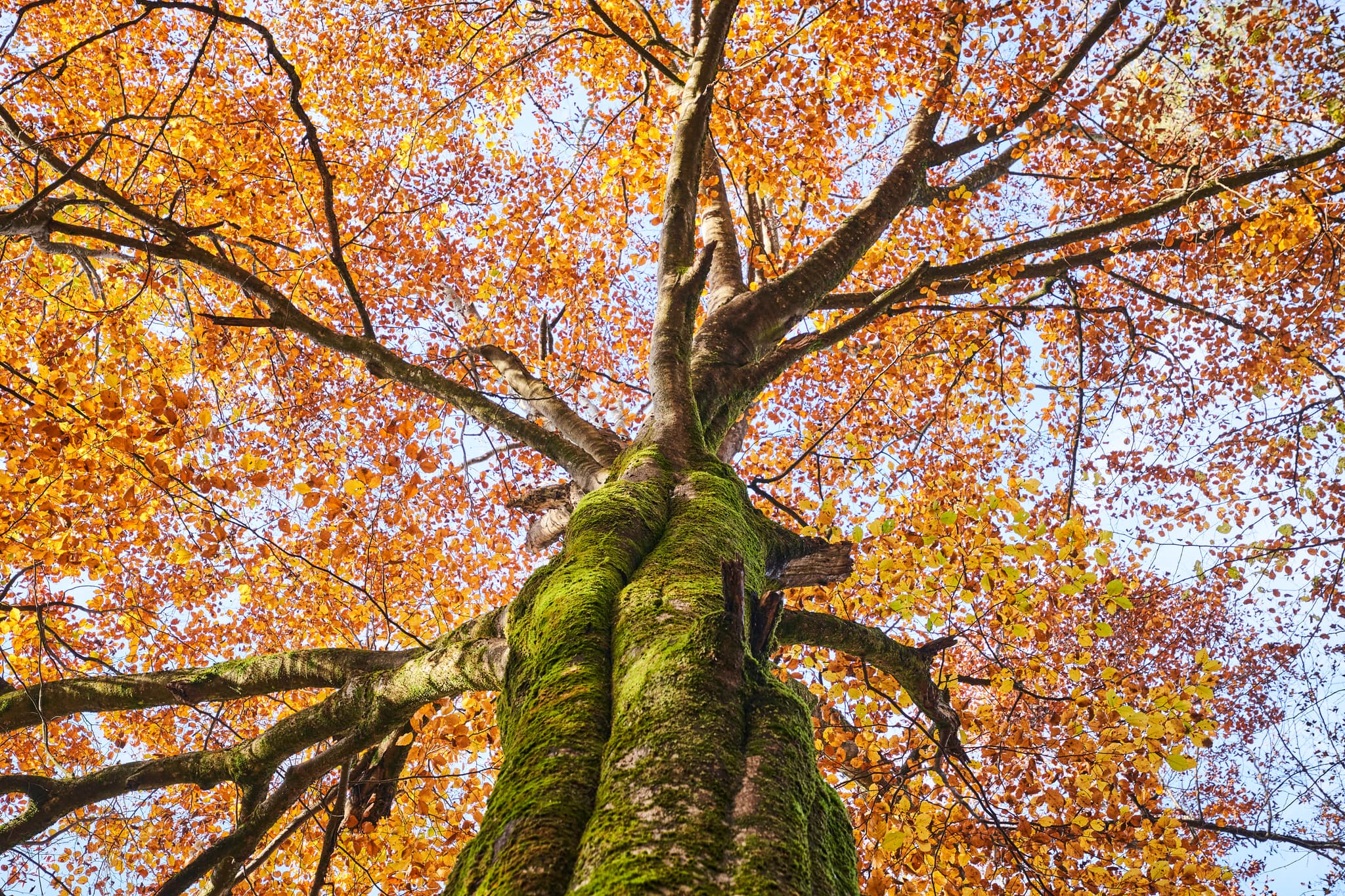 Nahaufnahme eines Baumes mit prächtigem Herbstlaub und moosbewachsenem Stamm. Standort Mehring, Altötting, Oberbayern, Inn-Salzach, Deutschland.