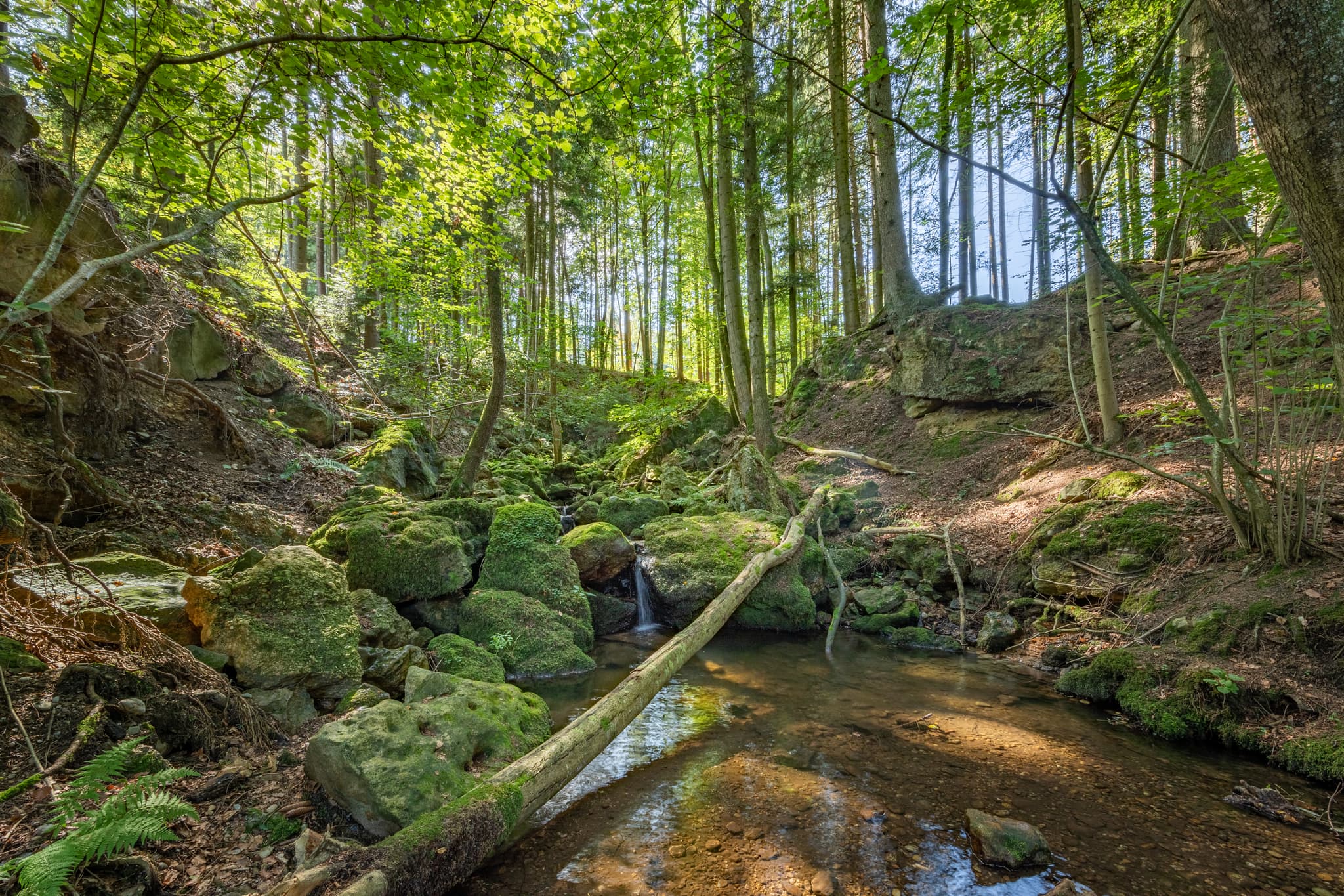 Kirnbach, Bachlauf im Ameringer Graben bei Stubenberg, Rottal-Inn, Niederbayern, Holzland, Bayern, Deutschland.