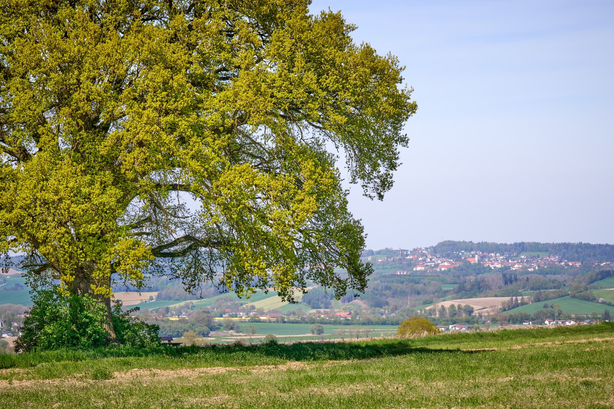 Einzelne Eiche auf Feld bei Bayerbach, Gemeinde Bayerbach, Landkreis Rottal-Inn, Niederbayern, Holzland/Bäderdrieck, Bayern, Deutschland.