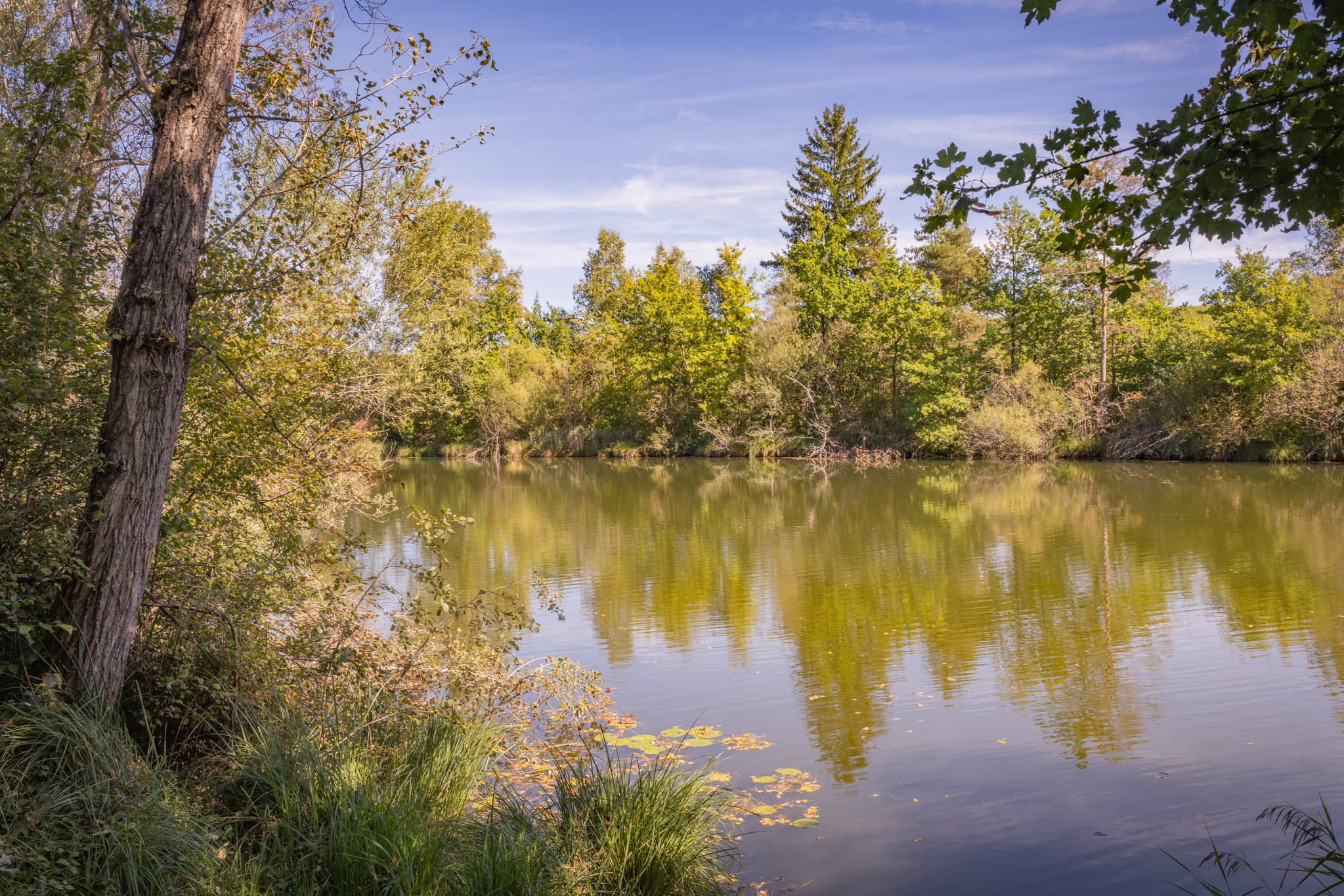 Waldsee, Badesee nahe Kirchdorf am Inn (Rottal-Inn, Niederbayern, Holzland, Deutschland). Ufervegetation spiegelt sich im Wasser. Idyllische Sommeransicht.