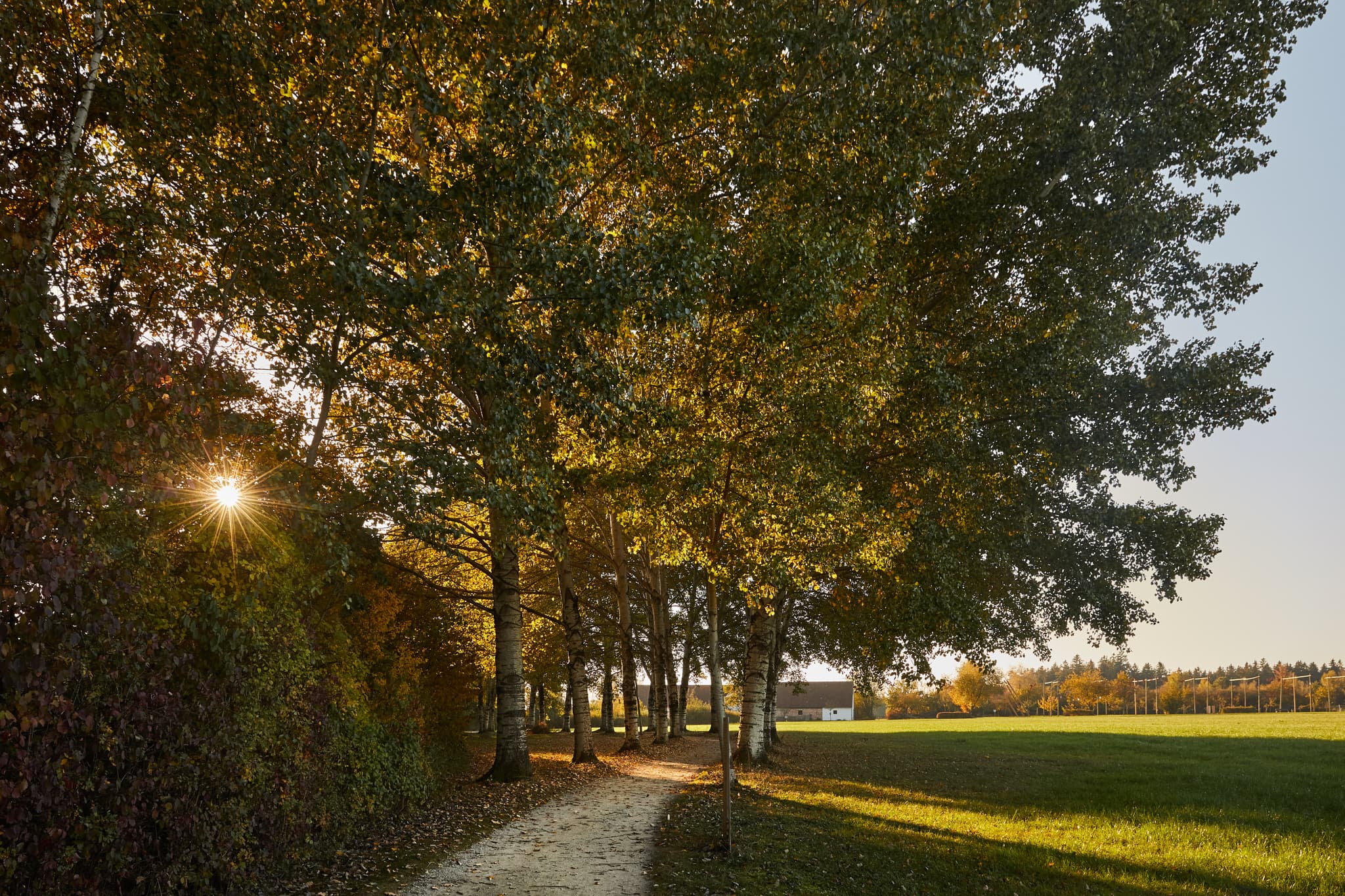 Sonnenuntergang Pappel-Allee, Freilichtmuseum Massing, Rottal-Inn, Niederbayern, Herbstliche Stimmung, Bäume im Sonnenlicht.