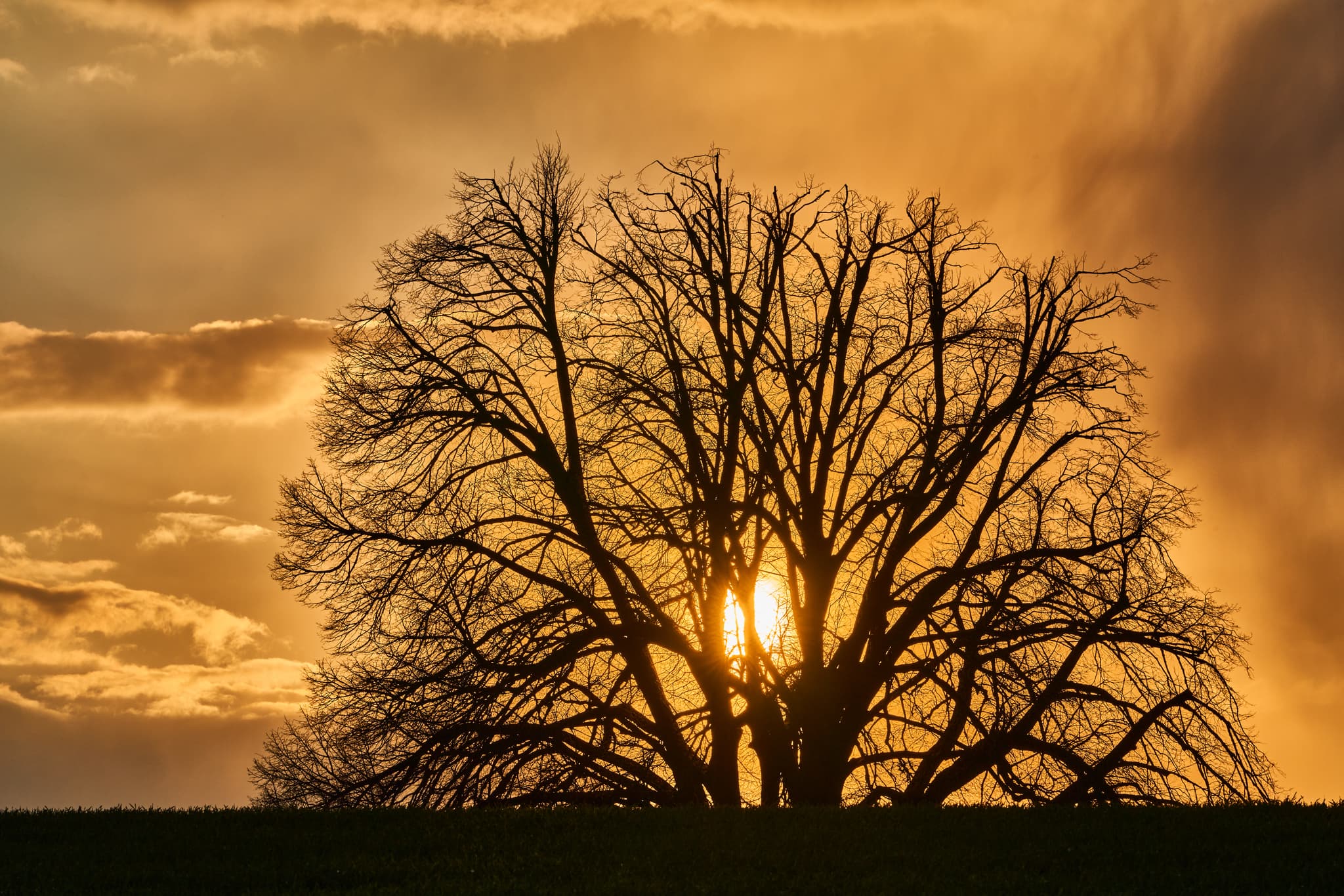 Linde als Silhouette vor Sonnenuntergang. Erlbach, Landkreis Altötting, Oberbayern, Inn-Salzach, Deutschland.