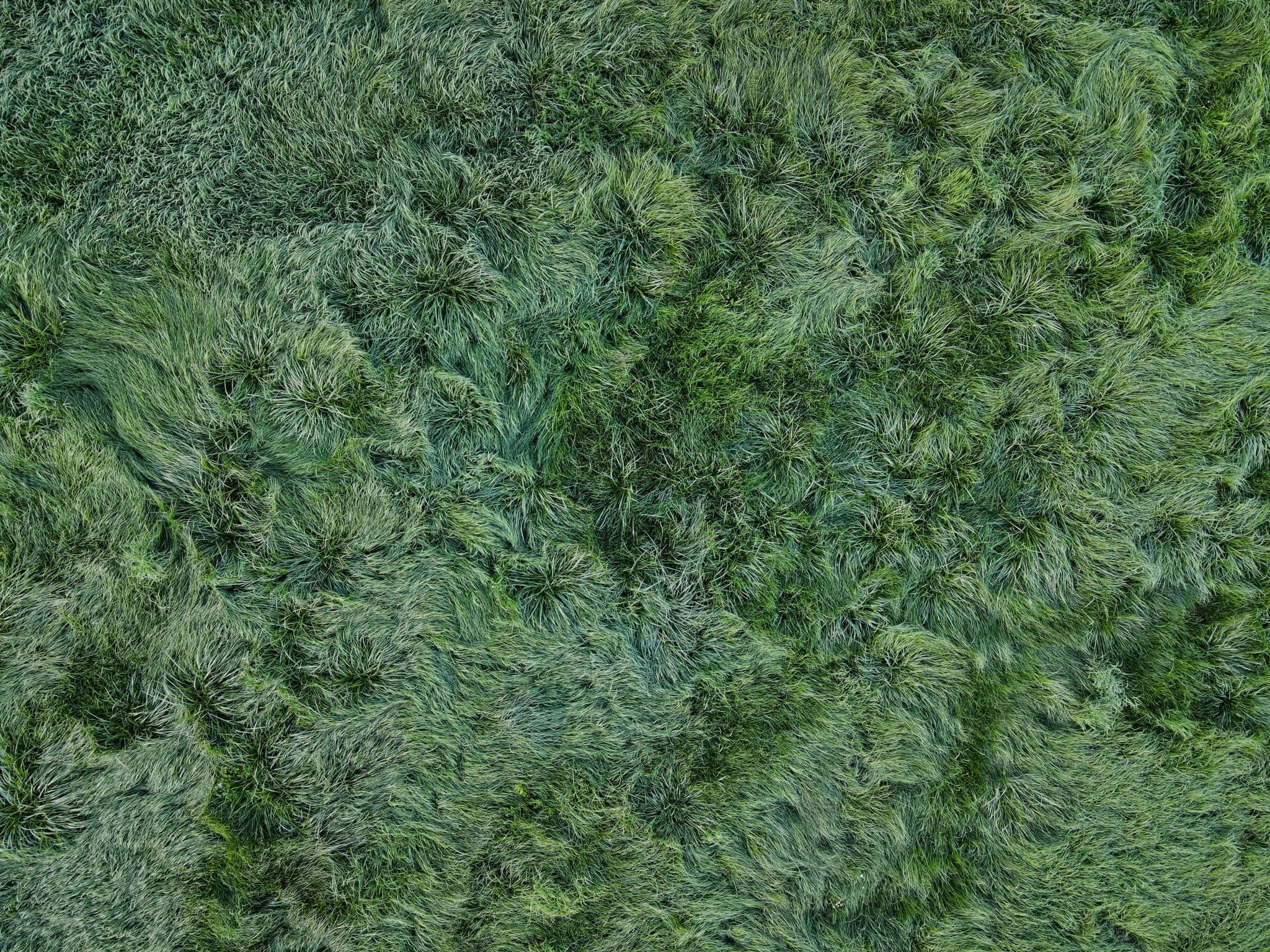 Sigrün Grasfläche, Pleiskirchen, Altötting