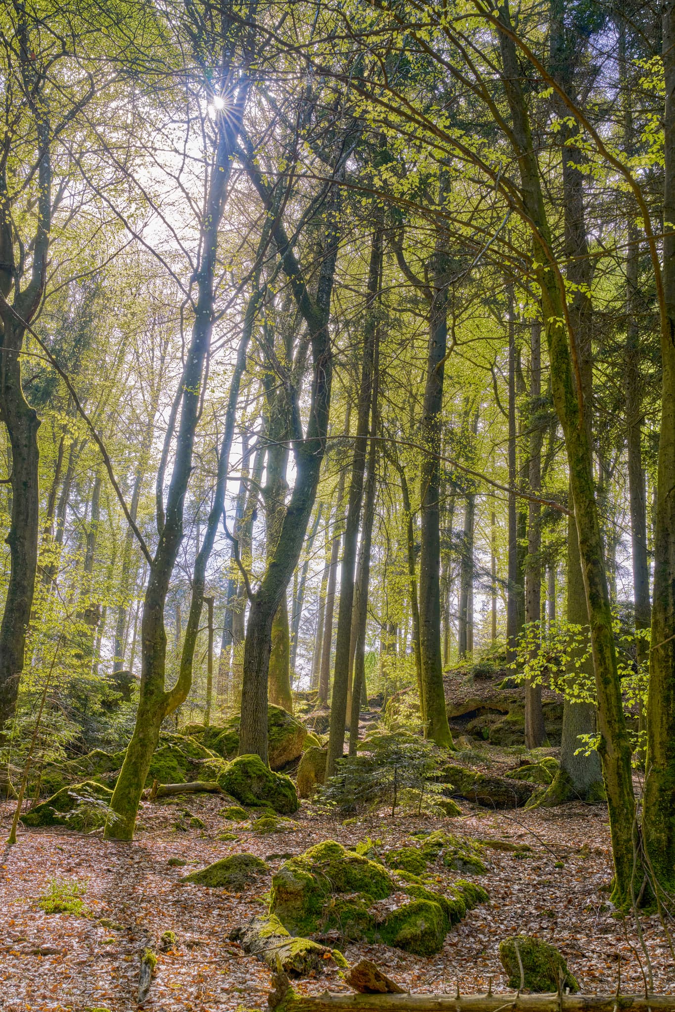 Waldlandschaft mit Felsen in St. Salvator, Bad Griesbach, Landkreis Passau, Niederbayern, Bayern, Deutschland. Sonnenlicht durch Bäume.