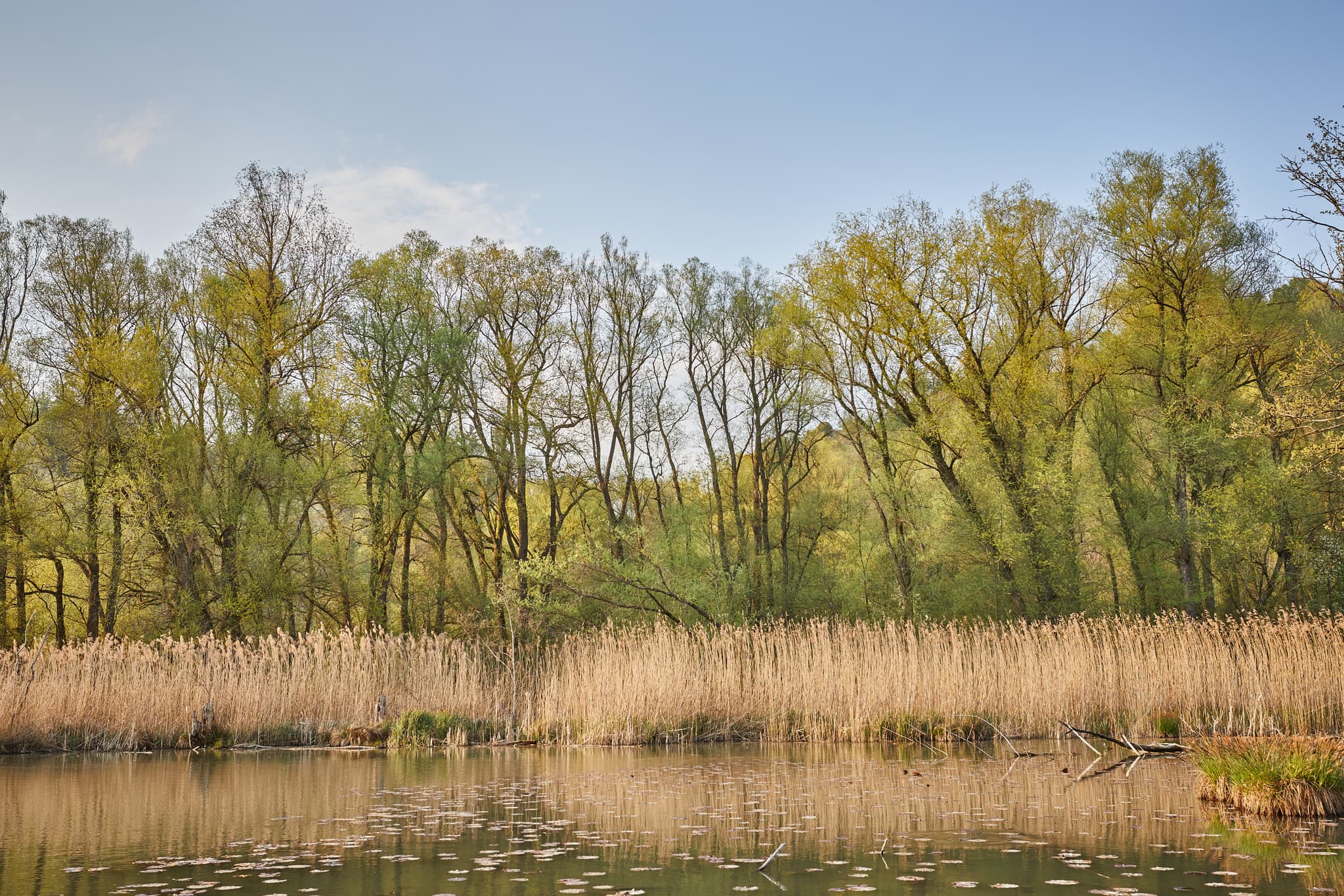 Idyllisches Altwasser Naturschutzgebiet bei Marktl im Landkreis Altötting, Oberbayern. Die Region Inn-Salzach in Deutschland bietet unberührte Natur.