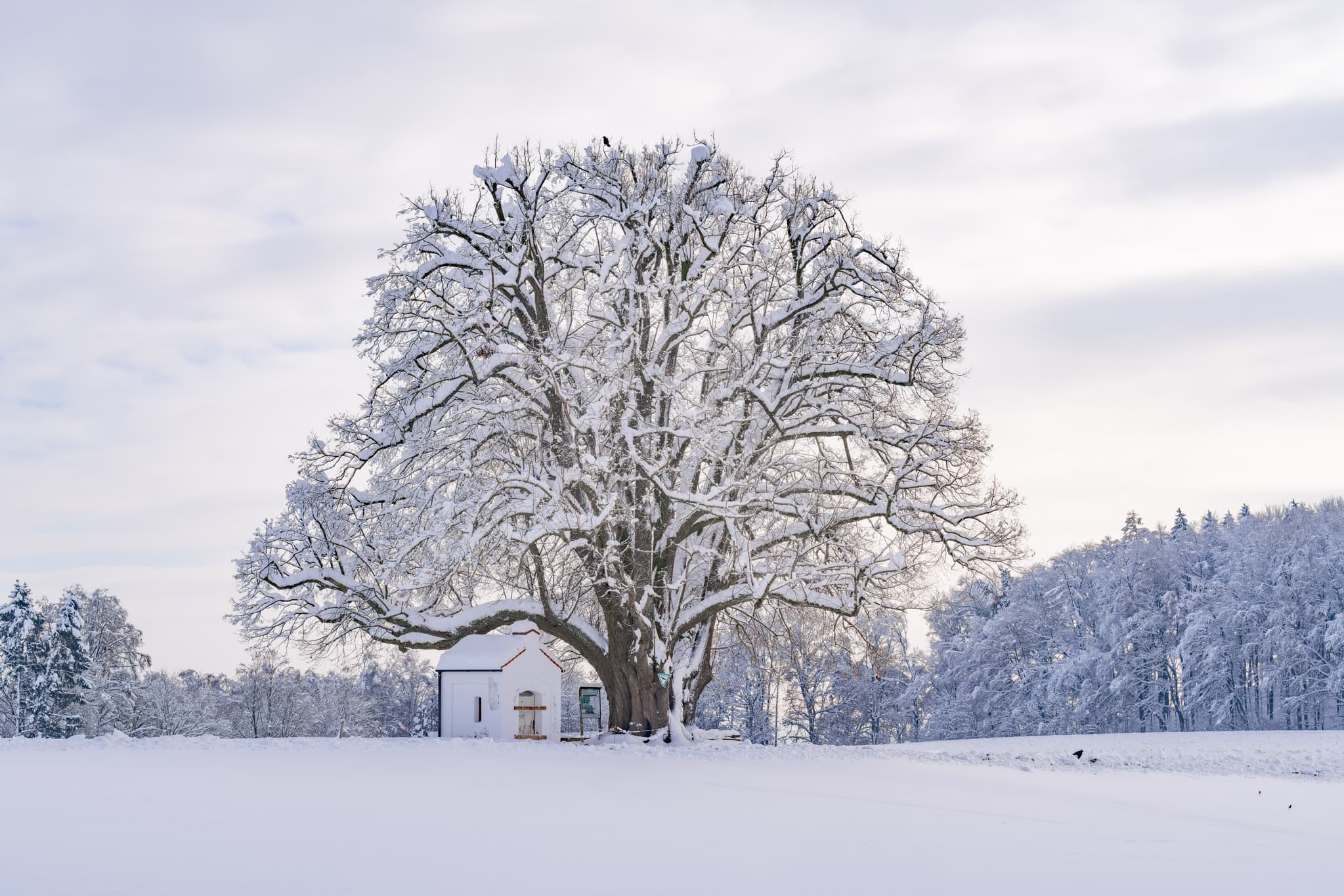 Verschneite Kapellenlinde in Berg Schmidhub, Perach, Landkreis Altötting, Oberbayern. Winterlandschaft Inn-Salzach Region, Deutschland.