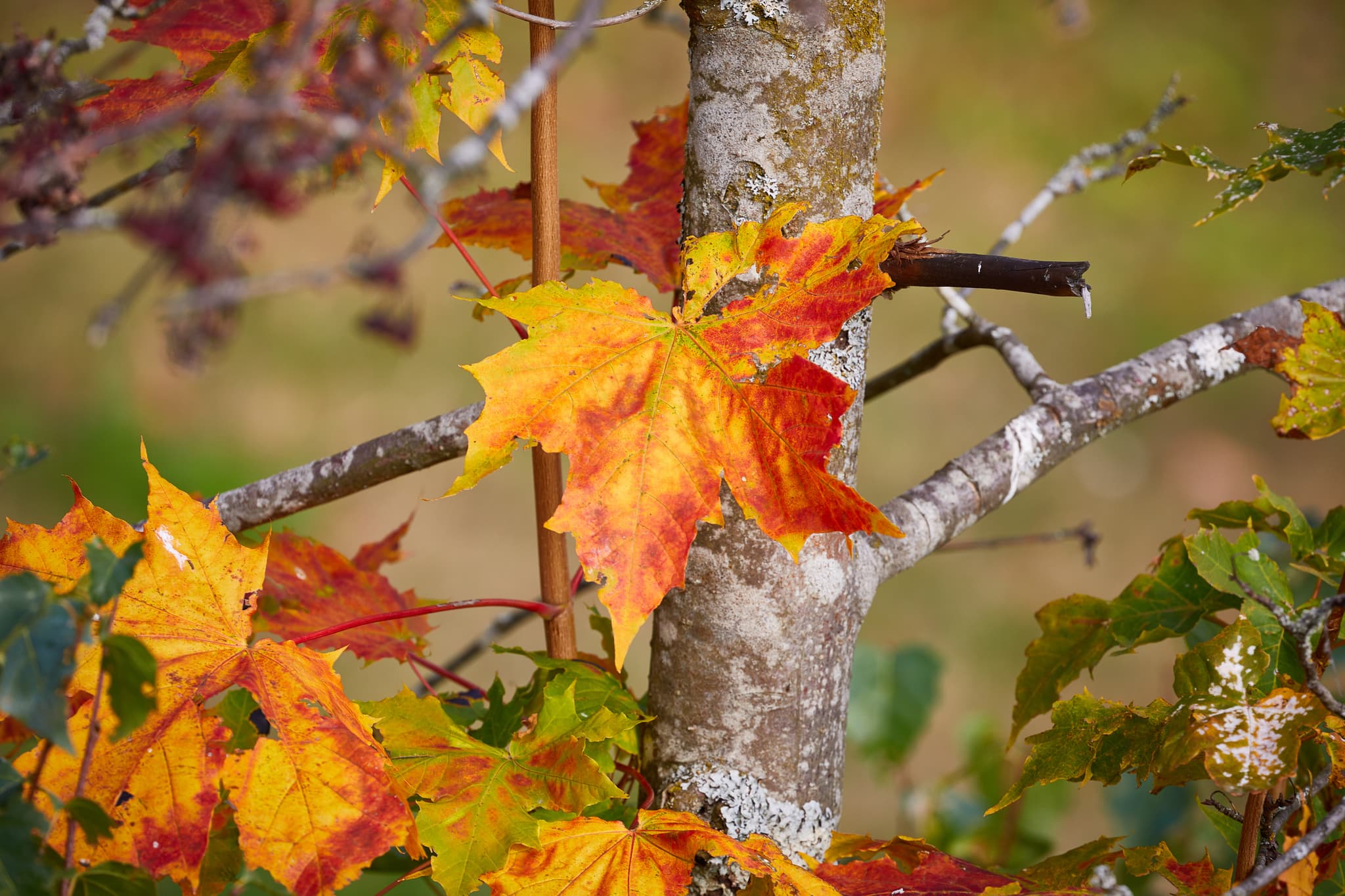 Herbstliche Blätter am Baumstamm bei der Trinkwassertalsperre Frauenau, Landkreis Regen, Niederbayern. Farbenpracht des Bayerischen Waldes in Deutschland.
