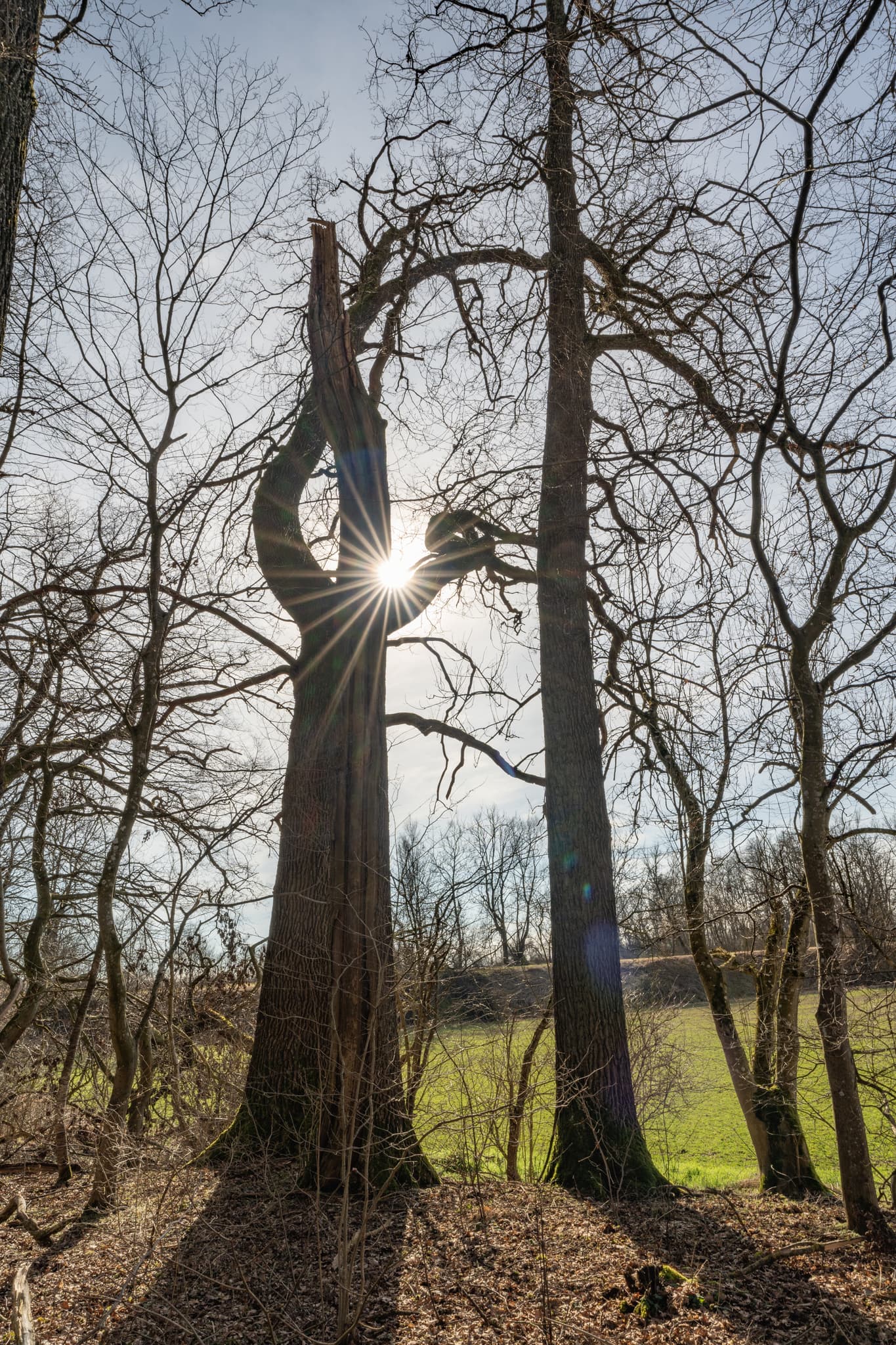 Landschaftsbild vom Isen-Stausee in Winhöring, Landkreis Altötting, Oberbayern, Deutschland. Markante Bäume mit Sonnenschein in der Inn-Salzach Region.