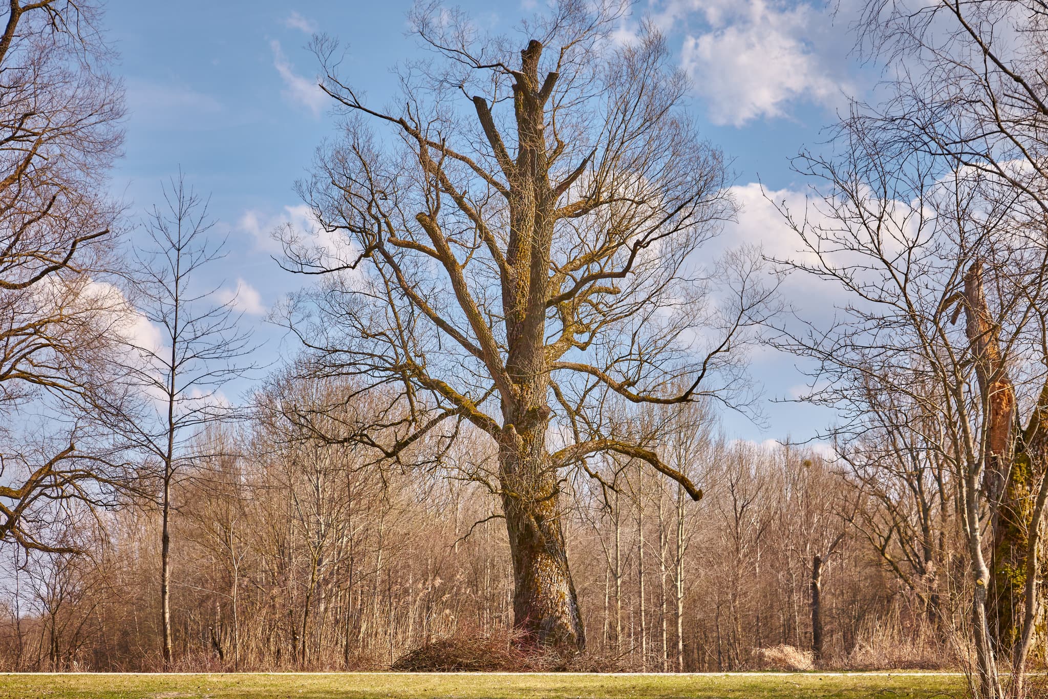 Baum am Inn in winterlicher Landschaft bei Perach, Landkreis Altötting, Oberbayern. Eine Szene der Inn-Salzach Region in Deutschland.