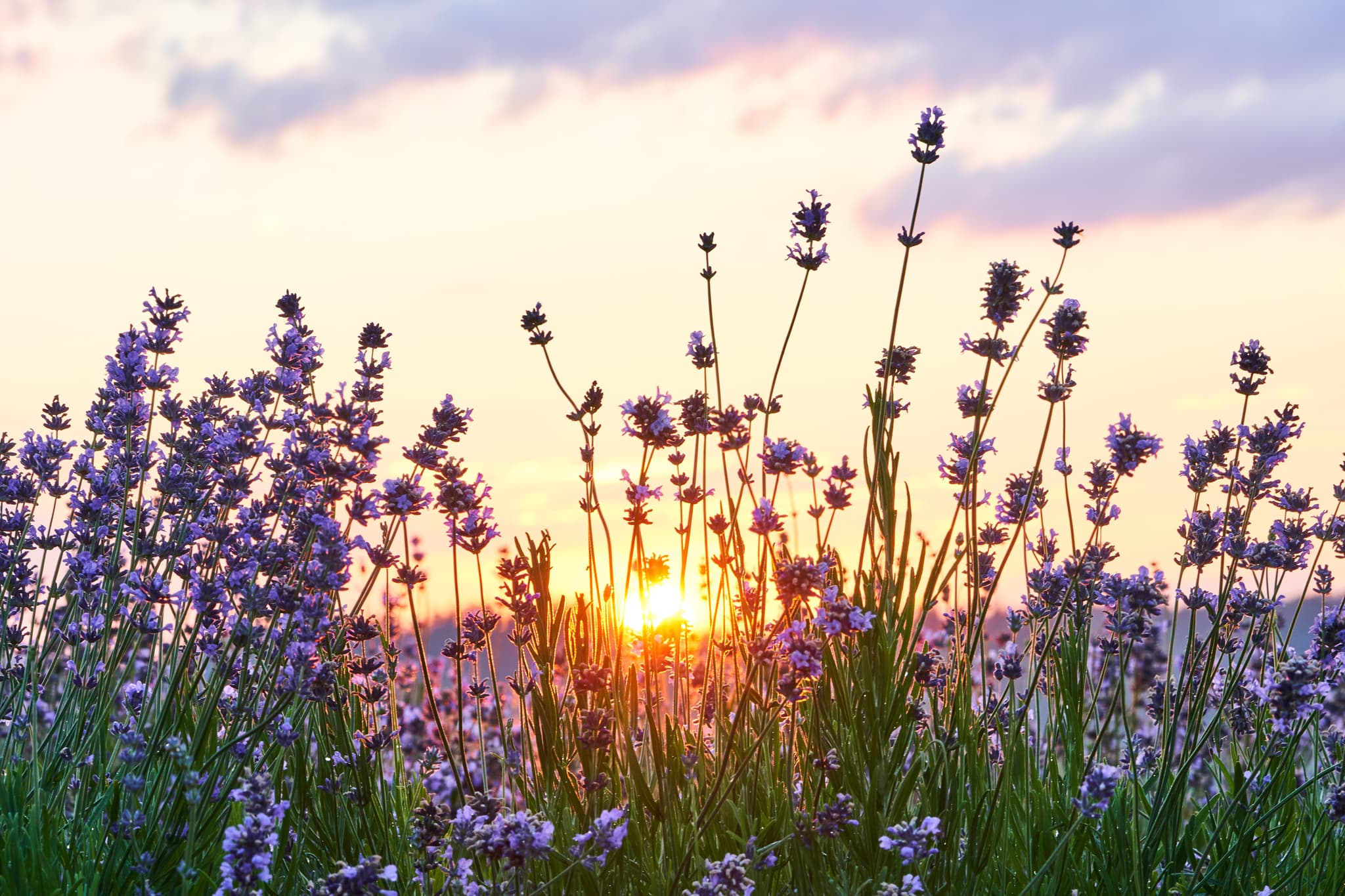 Ein malerisches Lavendelfeld in Adlstraß bei Dorfen im Landkreis Erding, Oberbayern, Deutschland. Die Pflanzen blühen in der Erdinger Land Region.