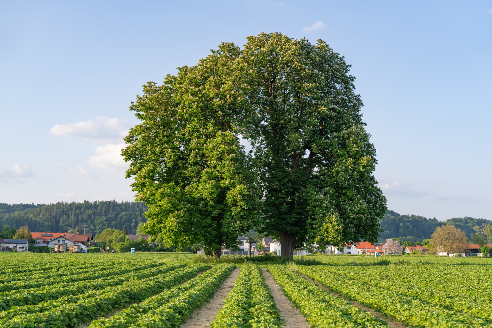 Blick über ein weitläufiges Erdbeerfeld mit Kastanienbäumen in Unterau,  Winhöring im Landkreis Altötting, Oberbayern, Deutschland, Region Inn-Salzach.
