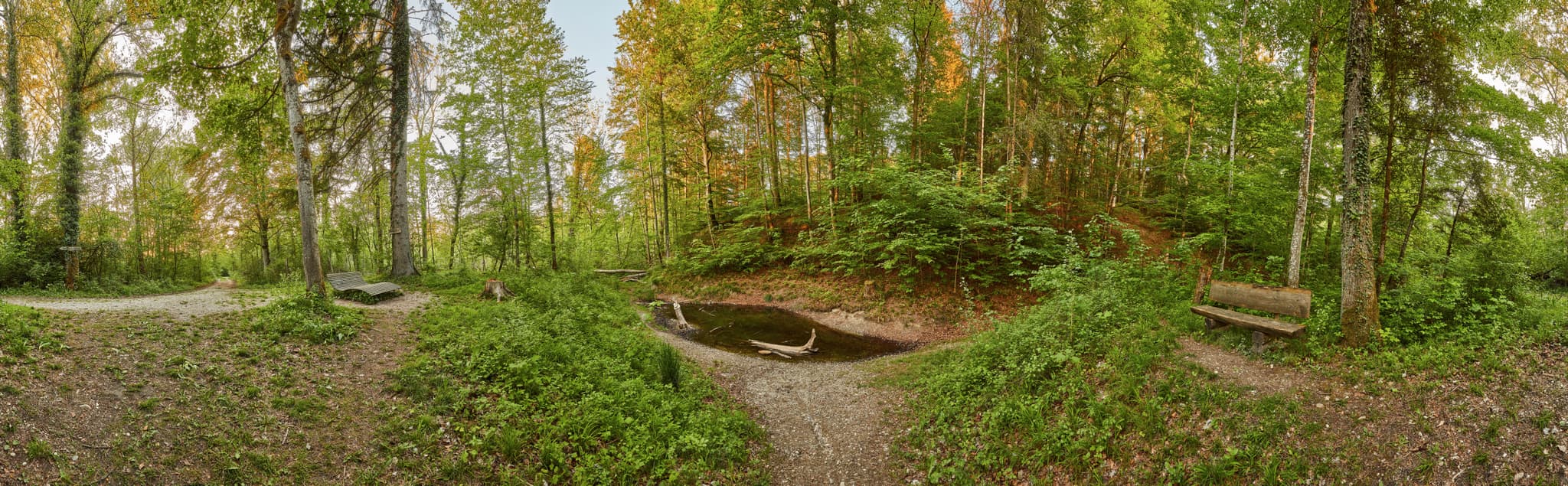 Panorama vom Klosterau Walderlebnispfad Alz Au in Mehring, Altötting, Oberbayern, Inn-Salzach, Deutschland. Zeigt naturnahen Waldweg, Bäume, Wasserstelle.