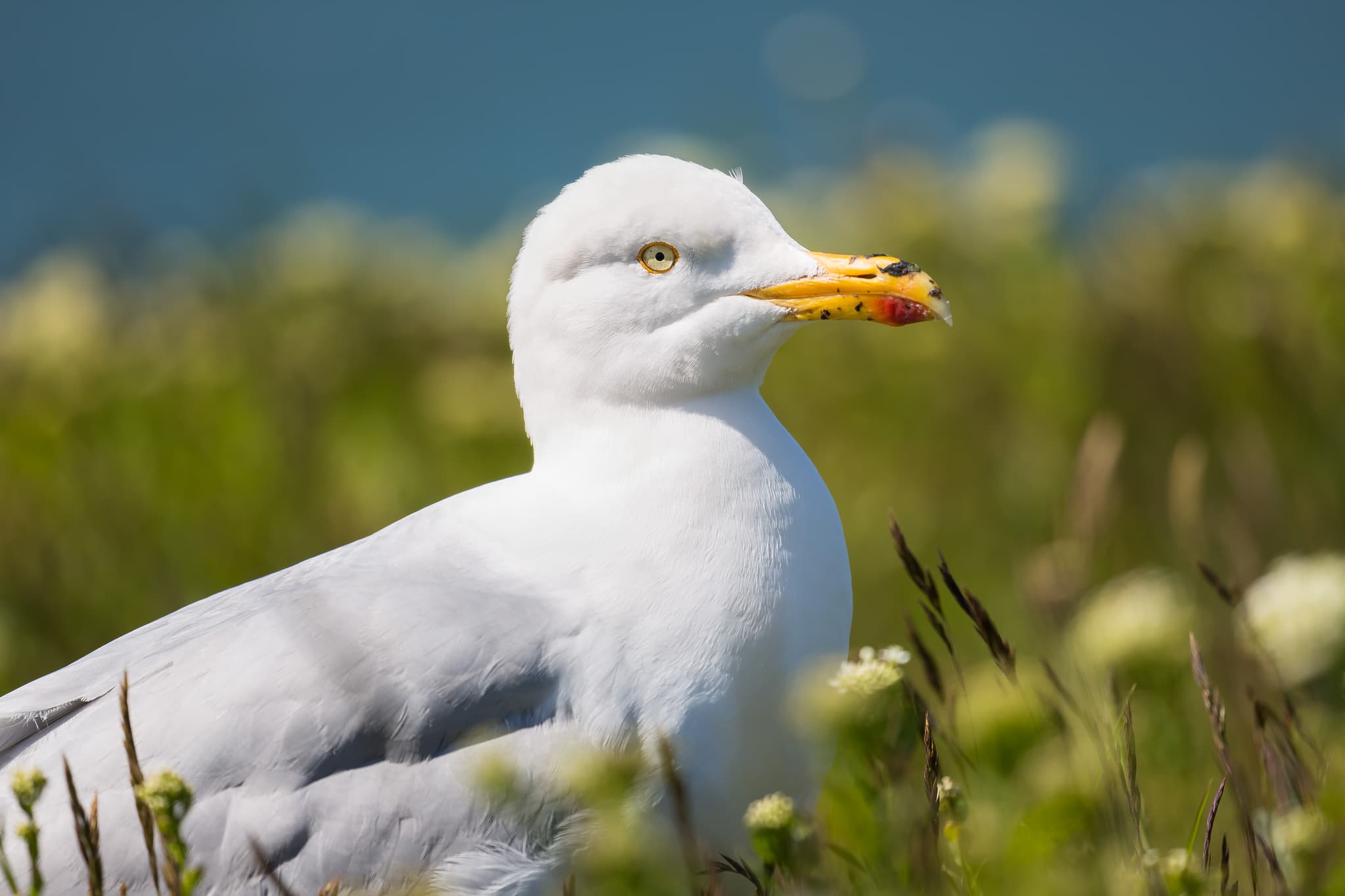 Eine Silbermöwe in Helgoland, Pirmasens, Rheinland-Pfalz, Deutschland. Detailaufnahme des Vogels in seiner natürlichen Umgebung, typisch für den Pfälzerwald.