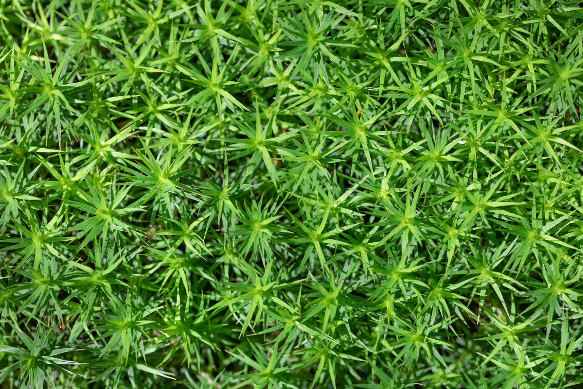 Nahaufnahme von Moos in Voglarn, Triftern, Rottal-Inn, Niederbayern, Holzland, Bäderdrieck, Deutschland. Das Bild zeigt detailliert die Struktur des Mooses.