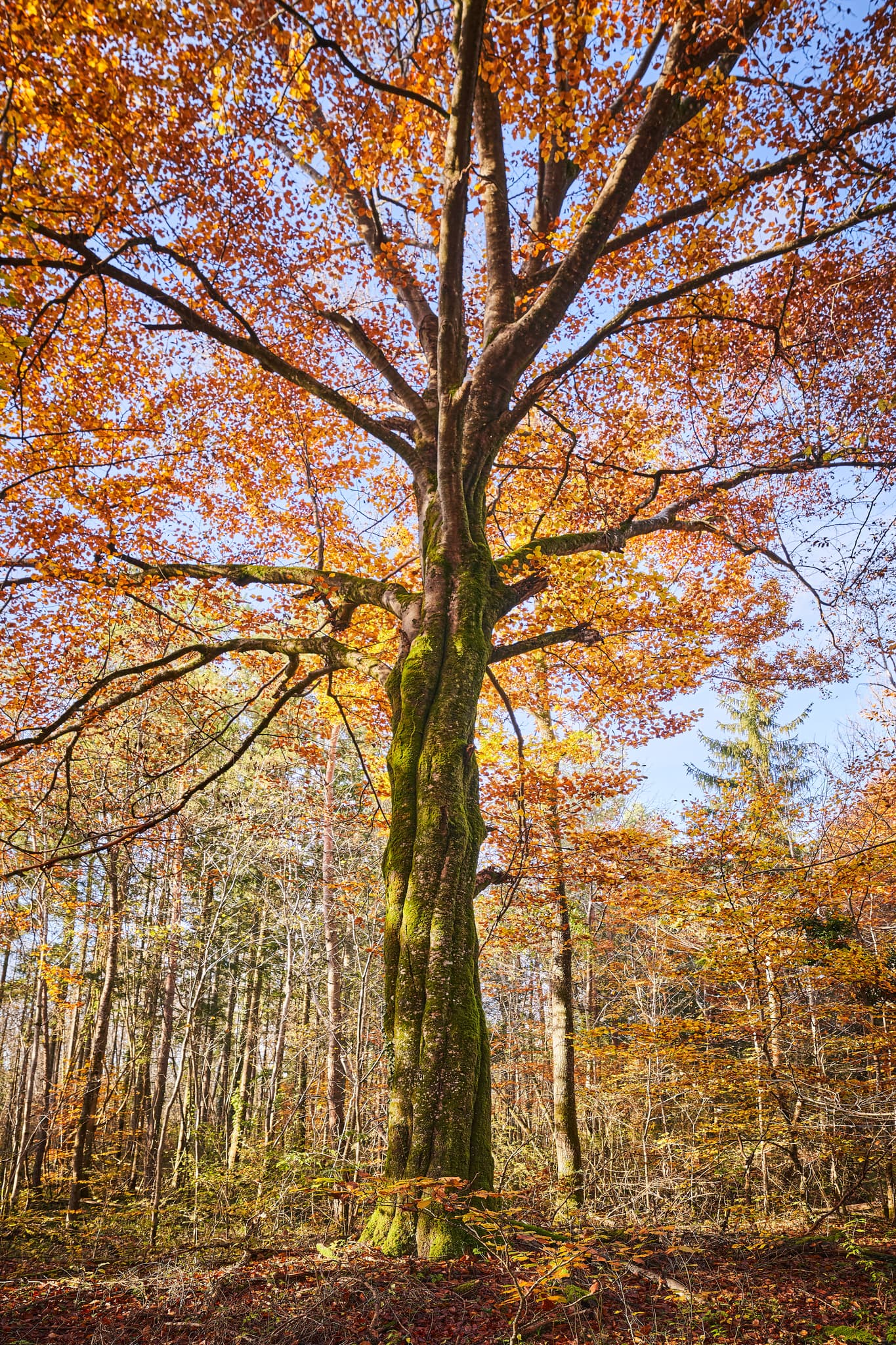 Herbstliche Waldlandschaft im Klosterau Walderlebnispfad bei Mehring, Landkreis Altötting, Oberbayern. Leuchtende Farben in der Region Inn-Salzach, Deutschland.