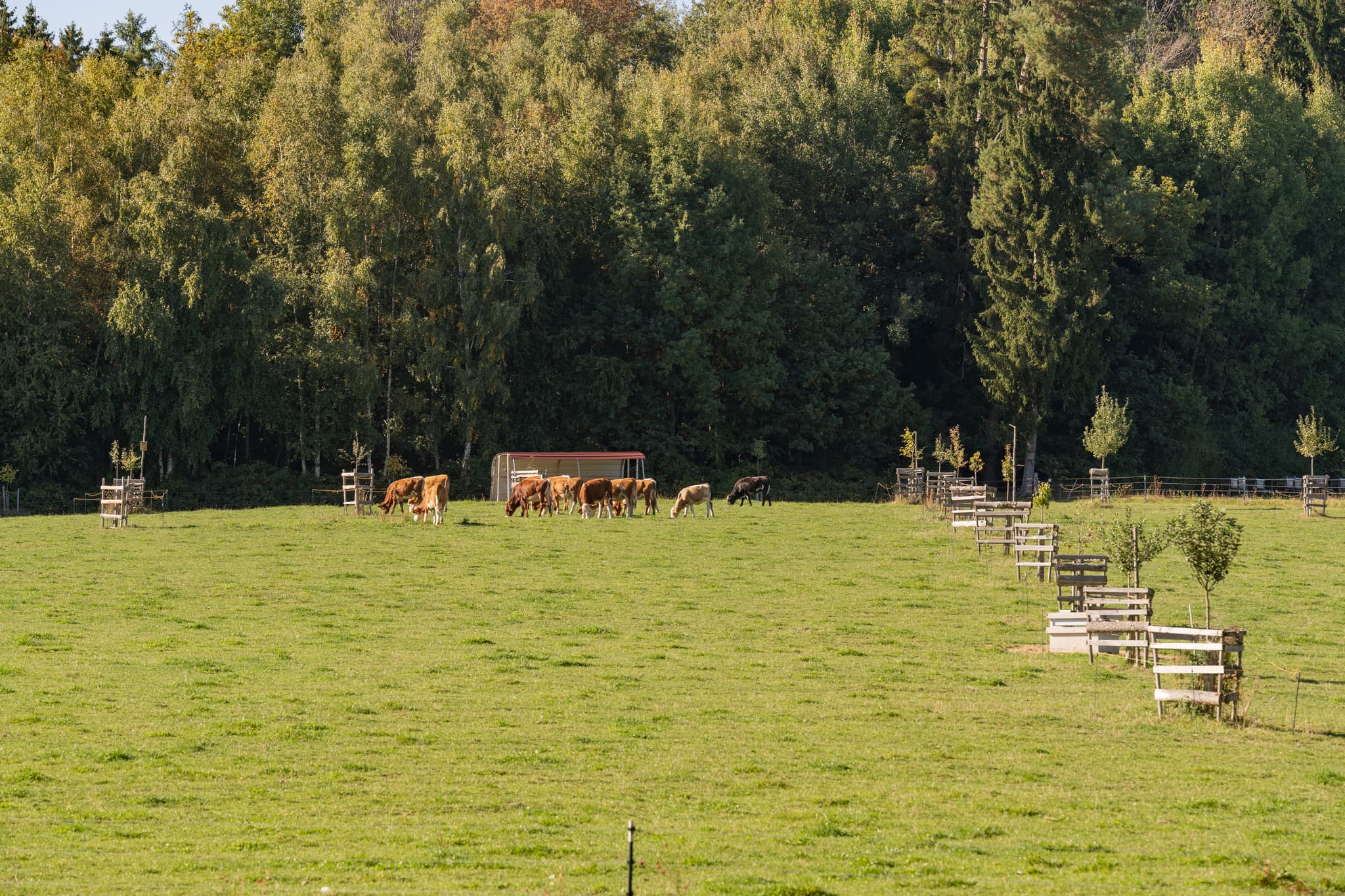 Feld mit grasenden Kühen und jungen Bäumen in Lapperding, Johanniskirchen, Landkreis Rottal-Inn, Niederbayern, Holzland, Deutschland.